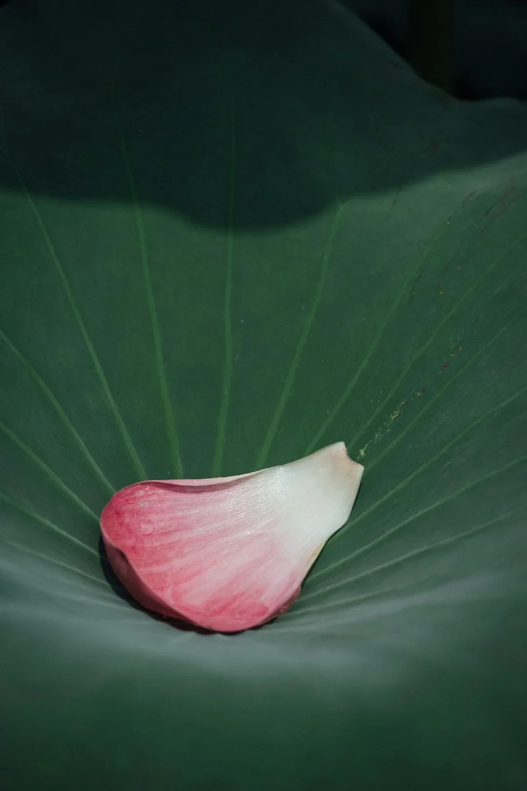 Wandering Petal