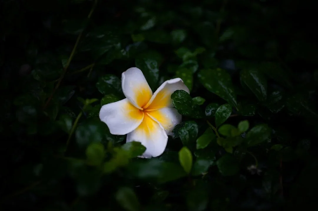 Full Bloom