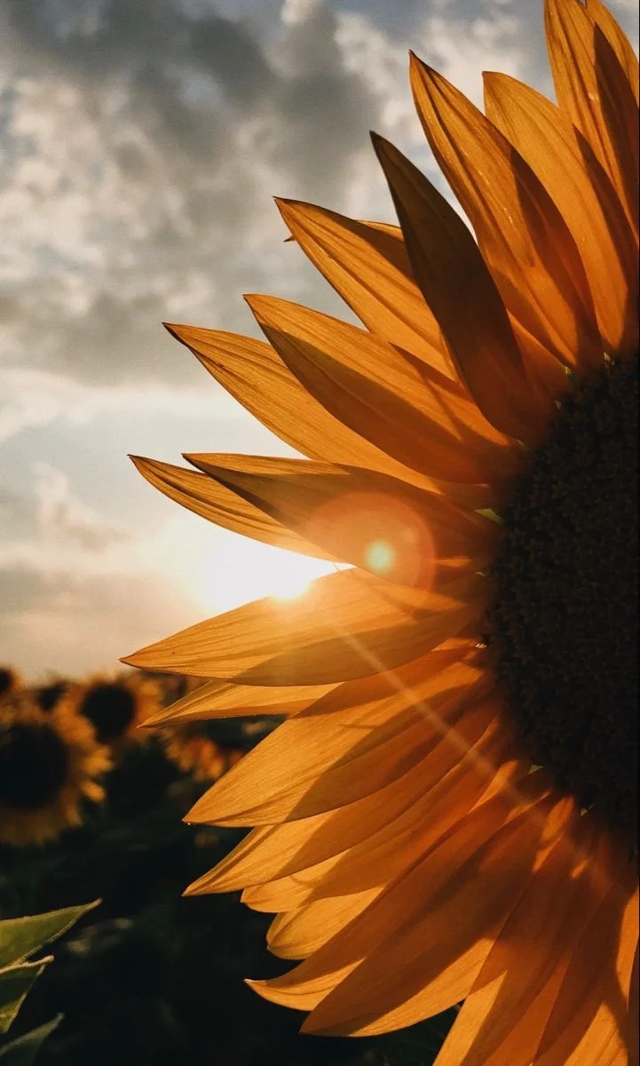 Close-up of a sunflower with the sun behind it during sunset or sunrise, creating a glowing effect on the petals.