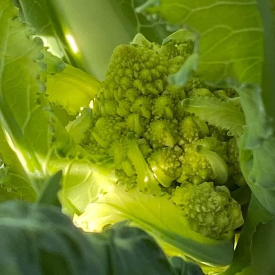 My first Romanesco is starting to crown! If you haven&rsquo;t had it before the taste is closest to cauliflower meets broccoli. I love this beautiful vegetable for its delicious nutty flavor and hypnotic fractal spiraling appearance 🌀 Its loaded wit