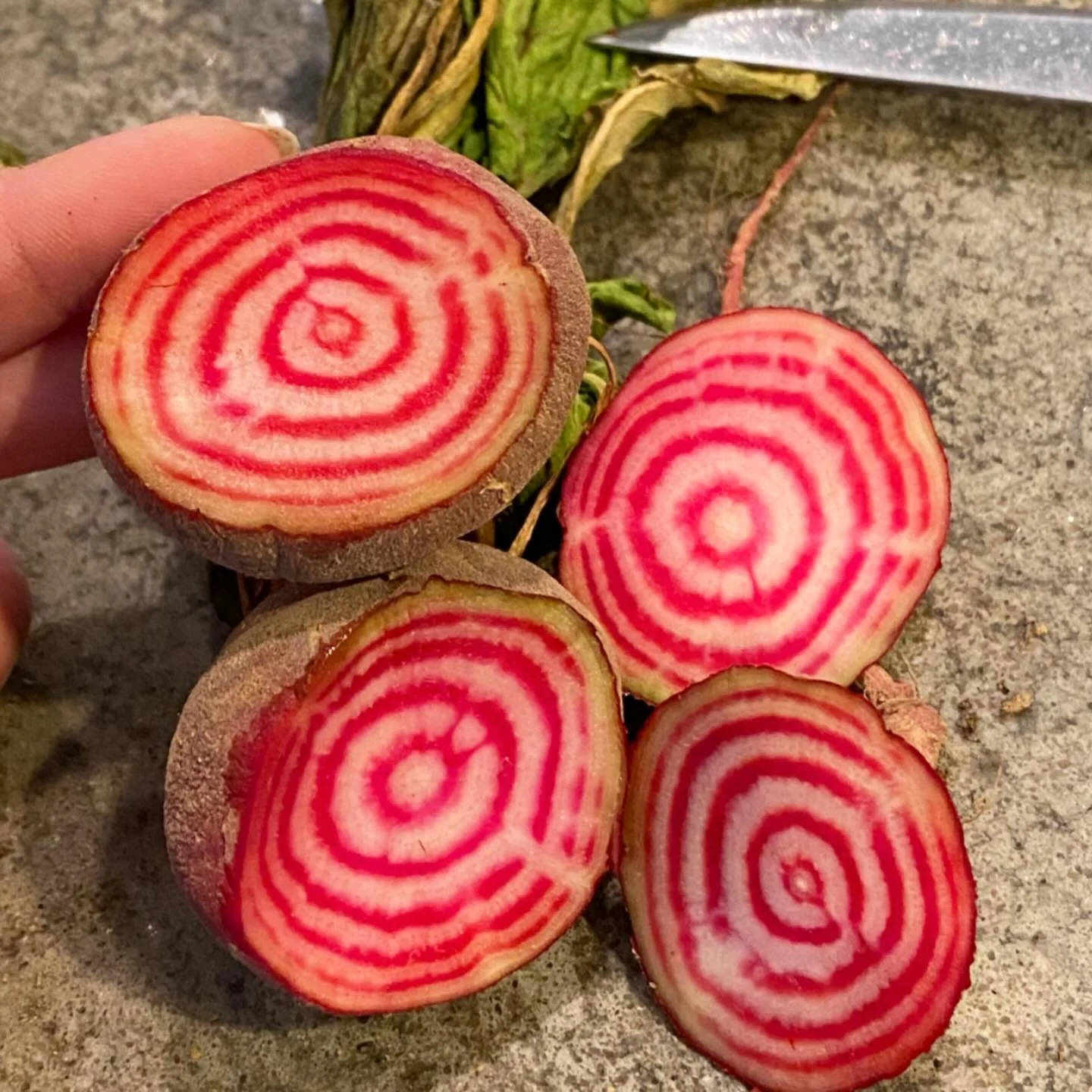 Chioggia Beets 🫜🎯 Get an eyeful of these heirloom italian cuties!! #chioggiabeets