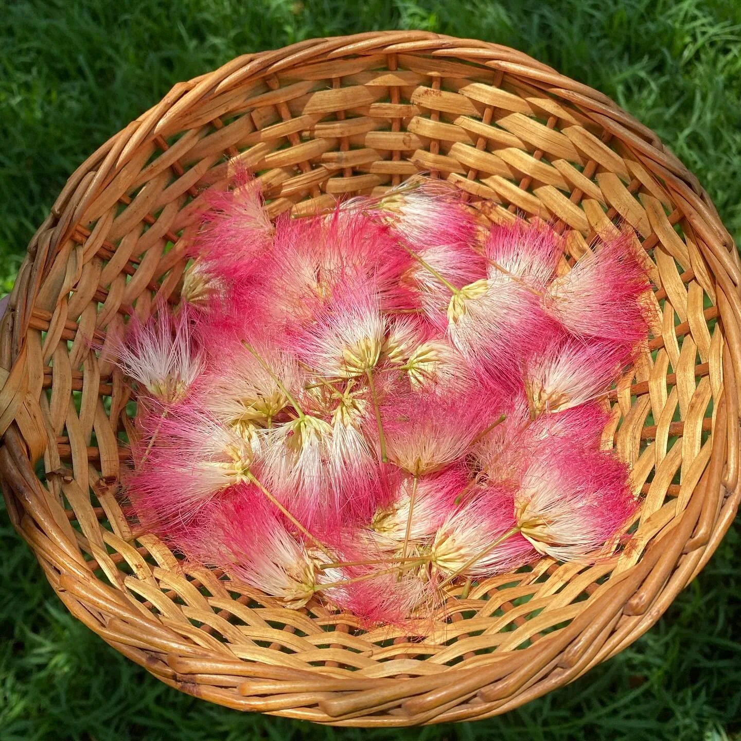 ੈ✩‧₊˚PINK TINC&rsquo; *ೃ༄ ｡𖦹&deg;‧ coming soon 𐦍  this petite pink pixie puff is the flower of the mimosa tree ⊹ renowned for its ability to ease the mind and anchor the heart 𓆩❤︎𓆪 1oz dropper bottles forthcoming ❋