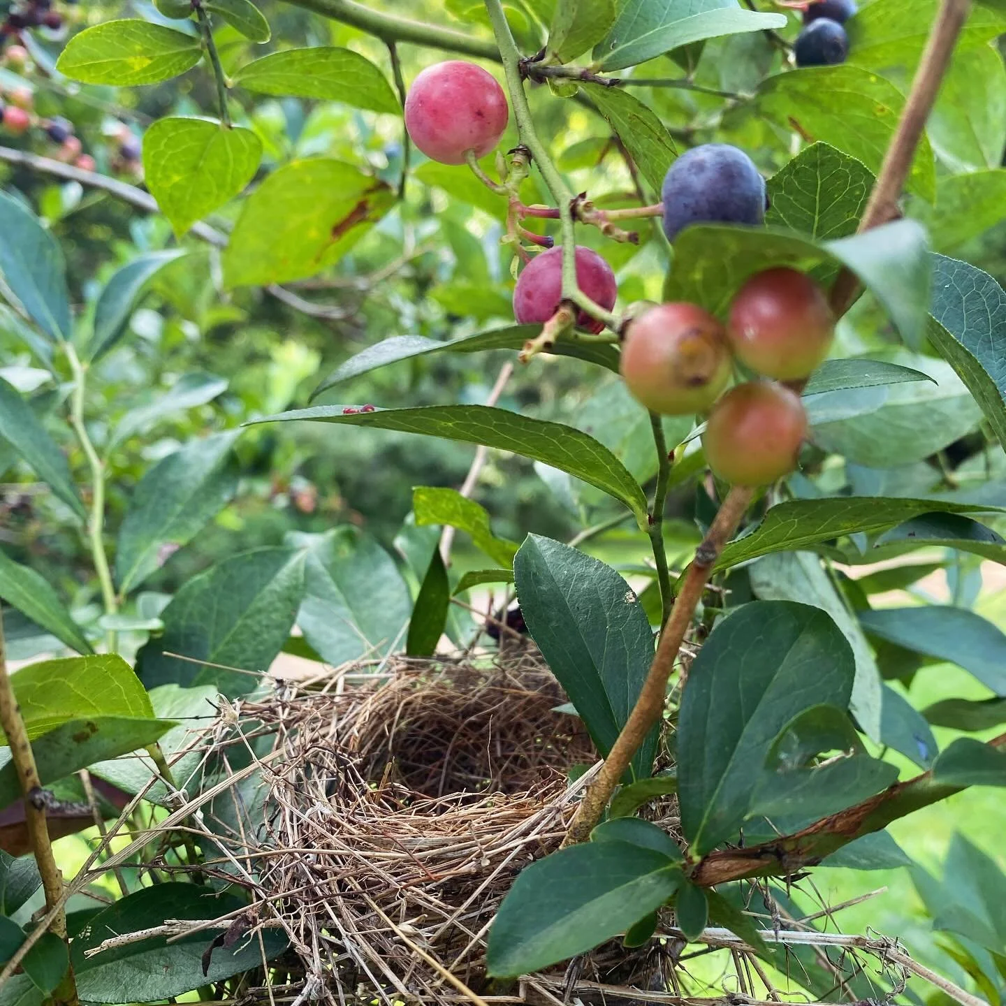 🐦 Blueberry season at The Berry Basket is flying by! We still have an abundance of berries that have yet to ripen - come on out to the country with your bunch to pick the best and the freshest berries in all the land! In a couple weeks or so la sais