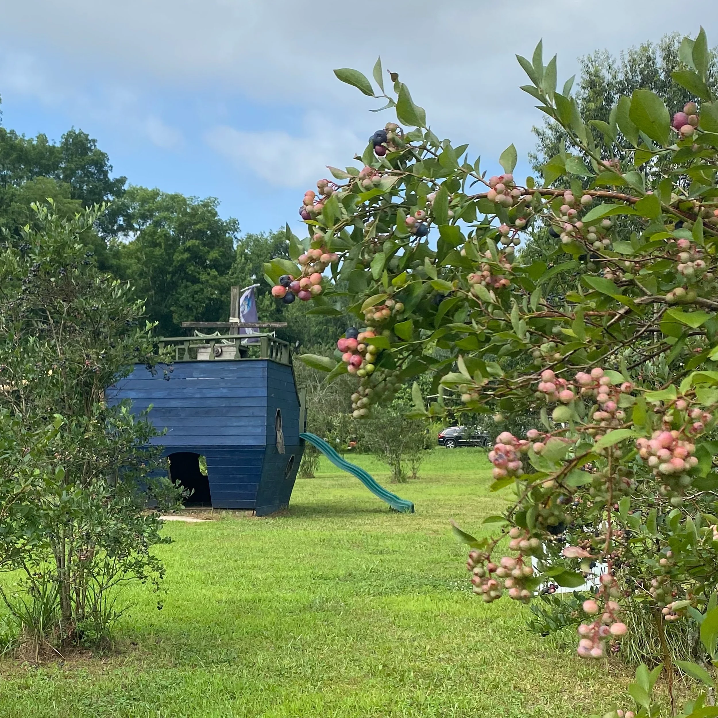 All aboard! 🏴&zwj;☠️🛝 Gather up your berry best buccaneers and set sail for The Berry Basket 🫐😄 The berries are ripe and ready! 

Lambert Le P&eacute;p&eacute; is at your service 🐾

Prime picks 🤏

Only found a few passionflowers so far 🔍

Suns