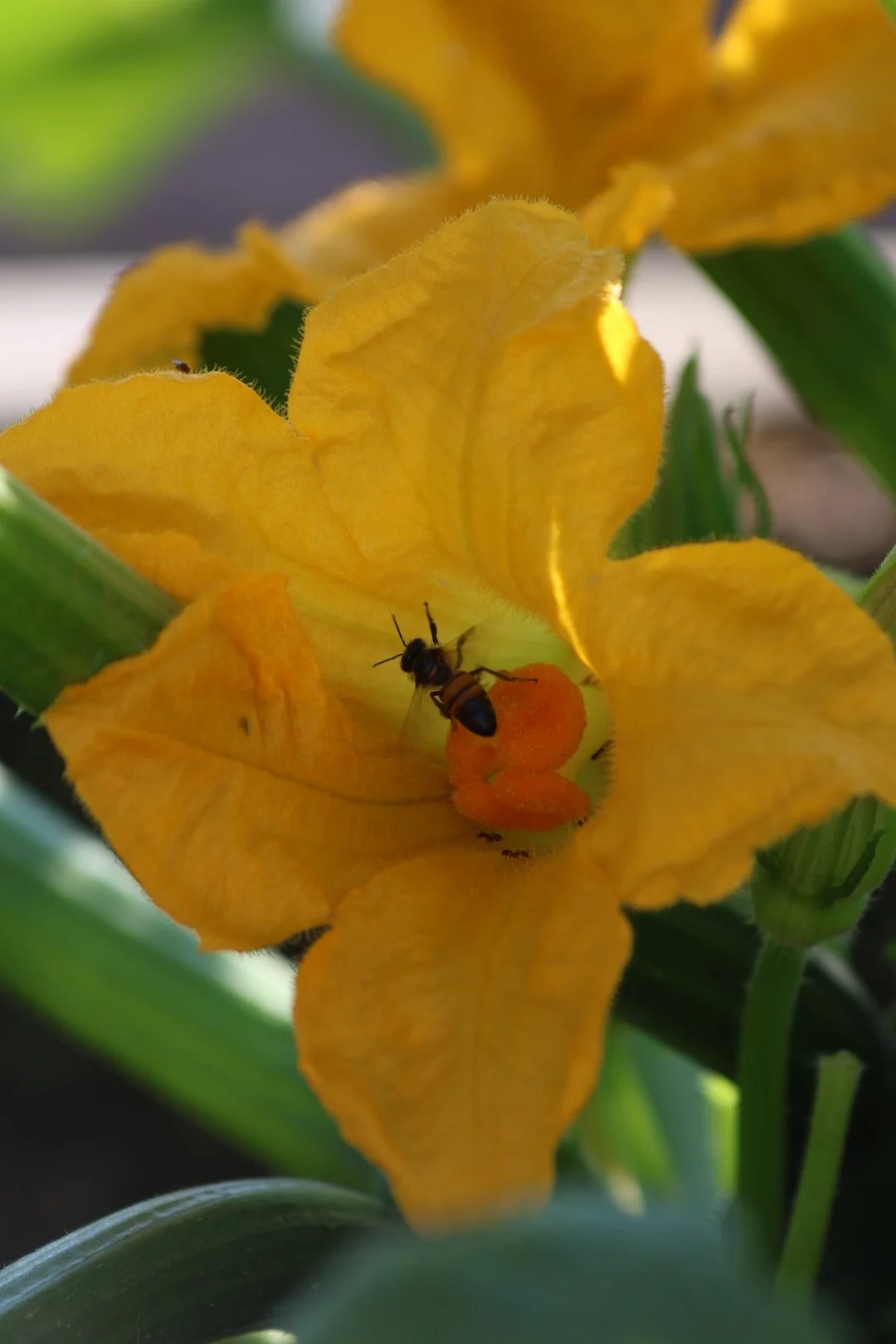 Close-up of a yellow flower with a bee collecting nectar and pollen.