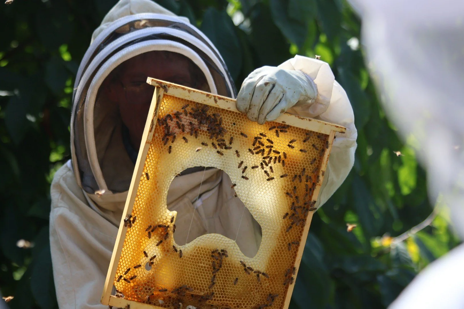 Beekeeper inspecting a honeycomb frame with bees, wearing protective gear.