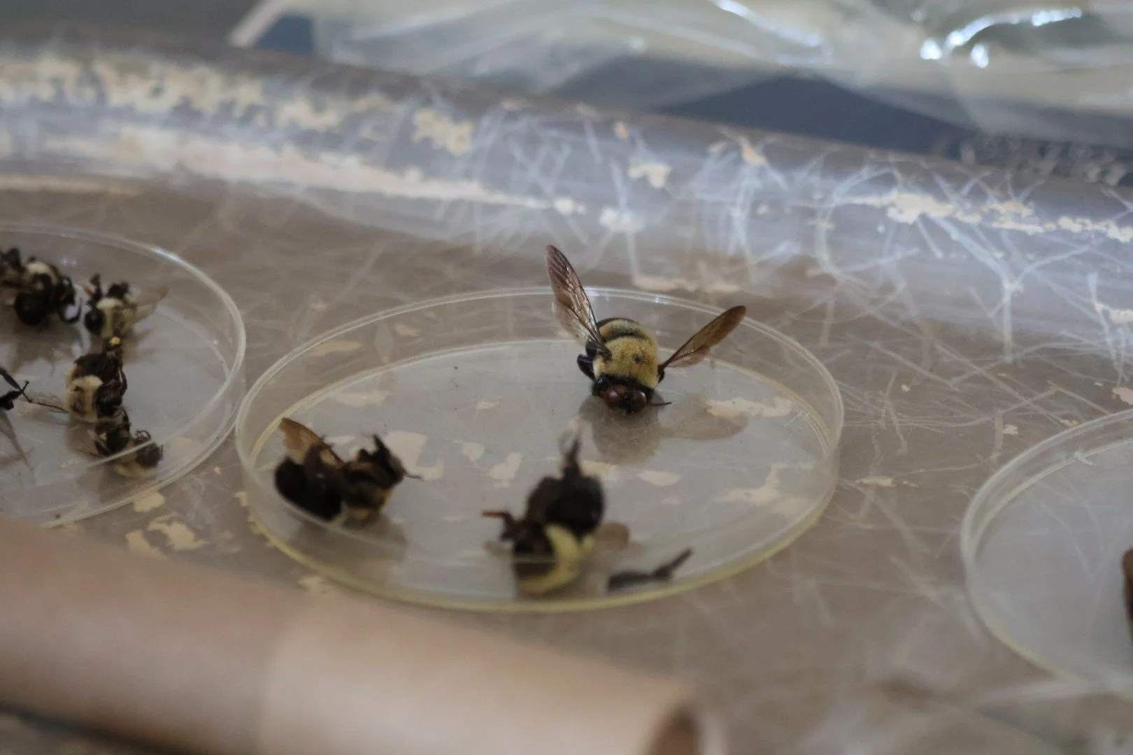 A close-up of a bee on a small, clear plastic petri dish containing a tiny amount of liquid, with several other similar dishes and dead bees nearby, in an indoor setting.