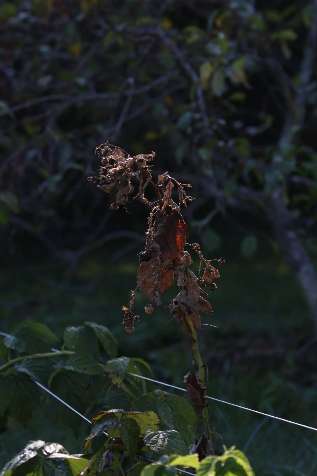 Close-up of a withered, brown leaf sticking out from a darker, leafy background in an outdoor setting.