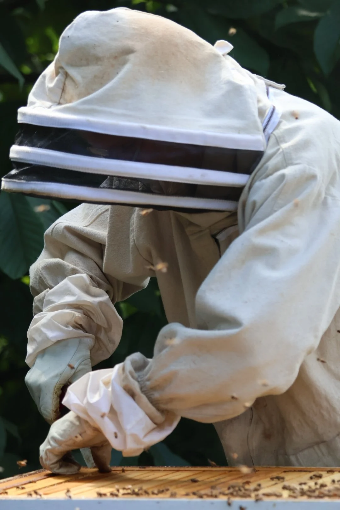 A person in a beekeeping suit inspecting a hive with bees flying around on a wooden frame.
