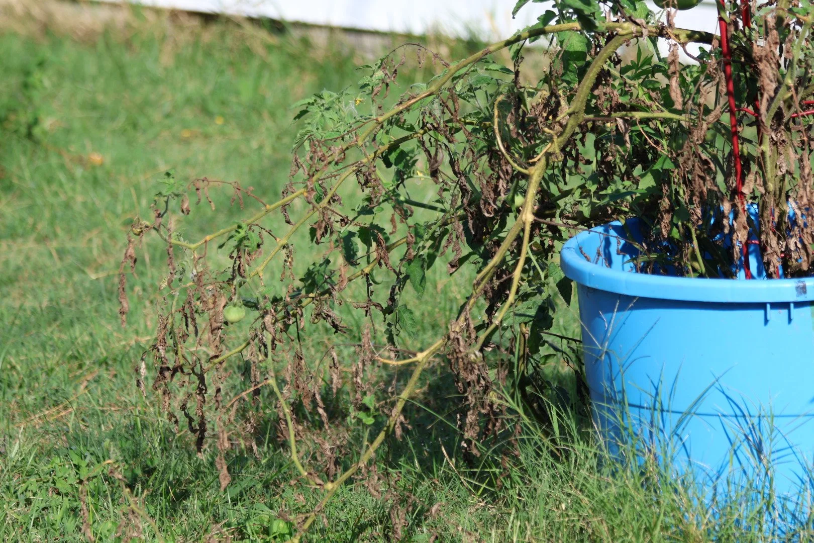 Wilted and dead tomato plant next to a blue bucket in a grassy yard.