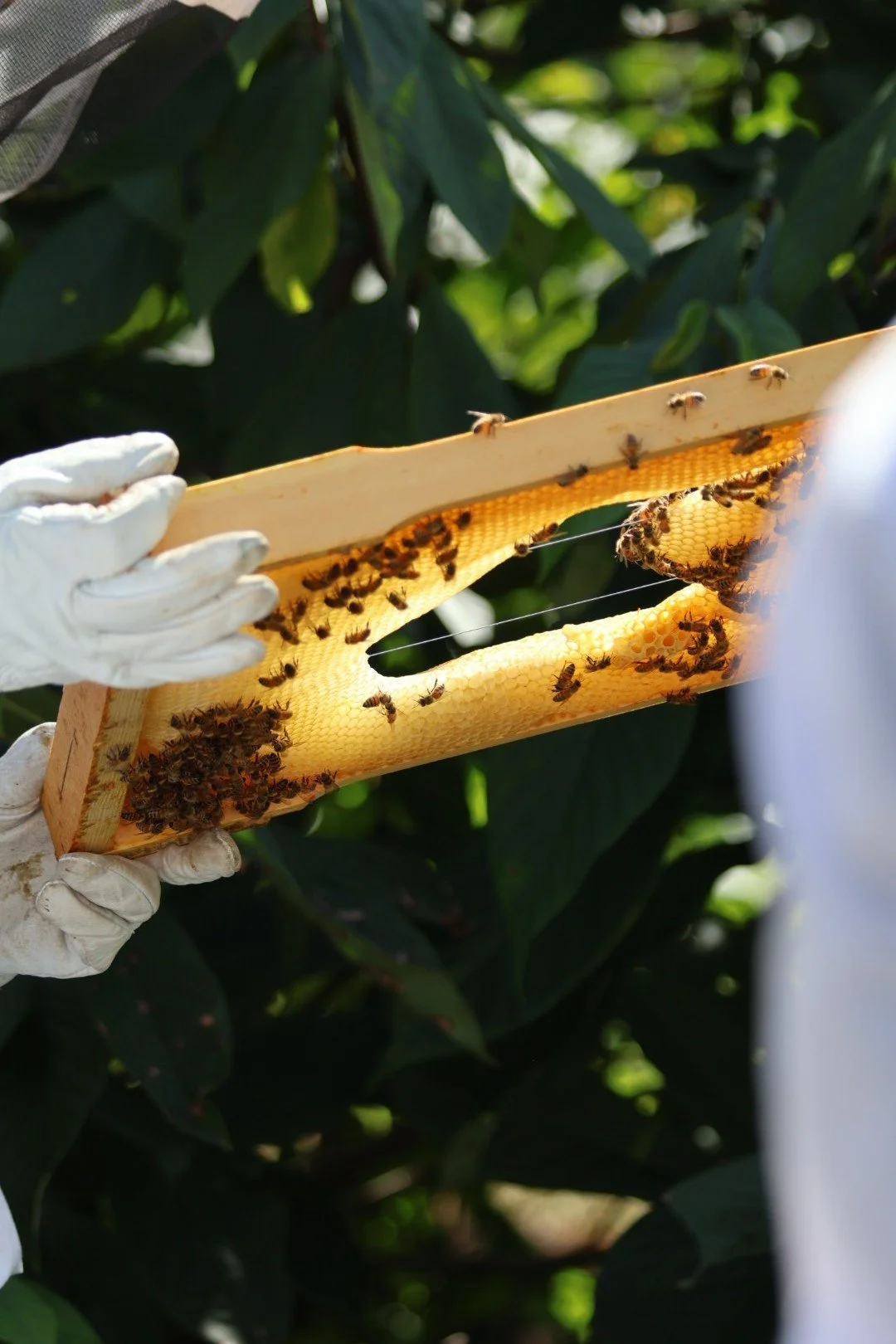 Beekeeper inspecting a honeycomb frame filled with bees in an outdoor setting surrounded by green foliage.