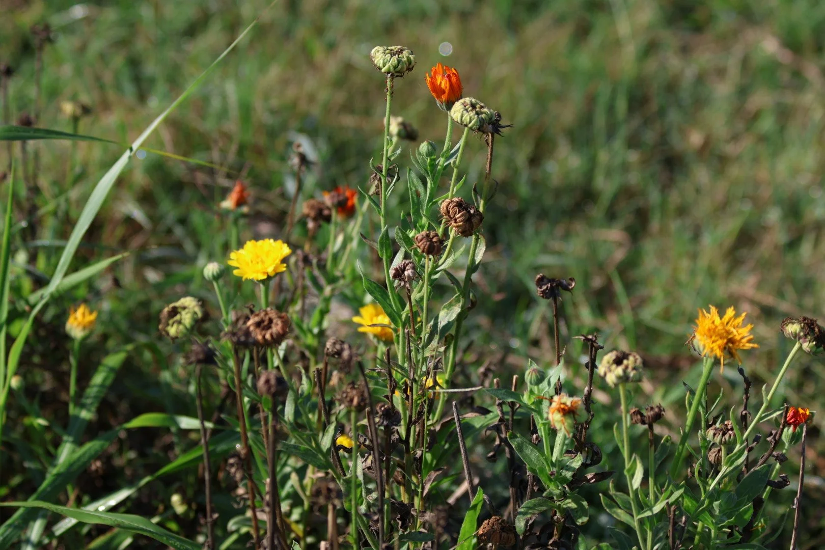 Close-up of wildflowers and grass with some flowers in bloom and others wilting on a sunny day.