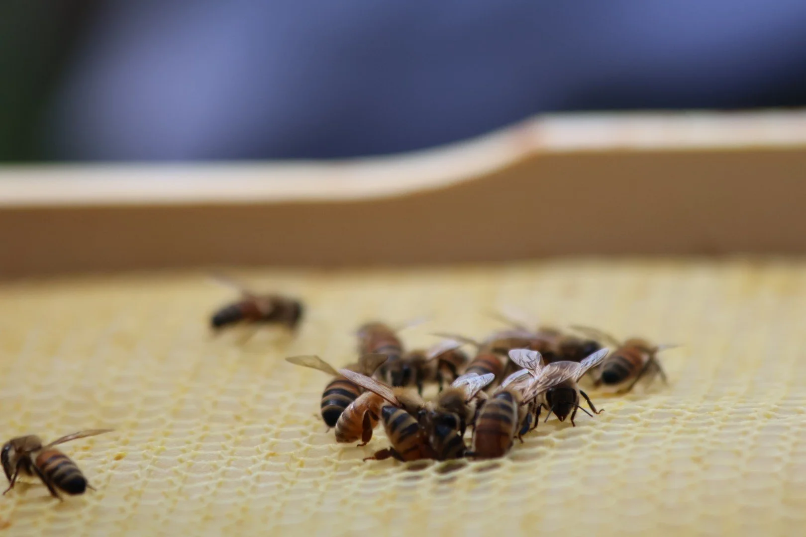 Close-up of honey bees on honeycomb, with a blurred beekeeping frame in the background.