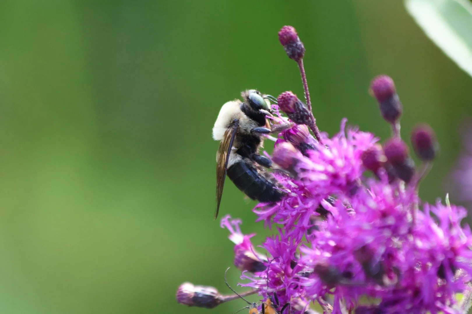 A bee collecting nectar from pink flowers with purple buds.