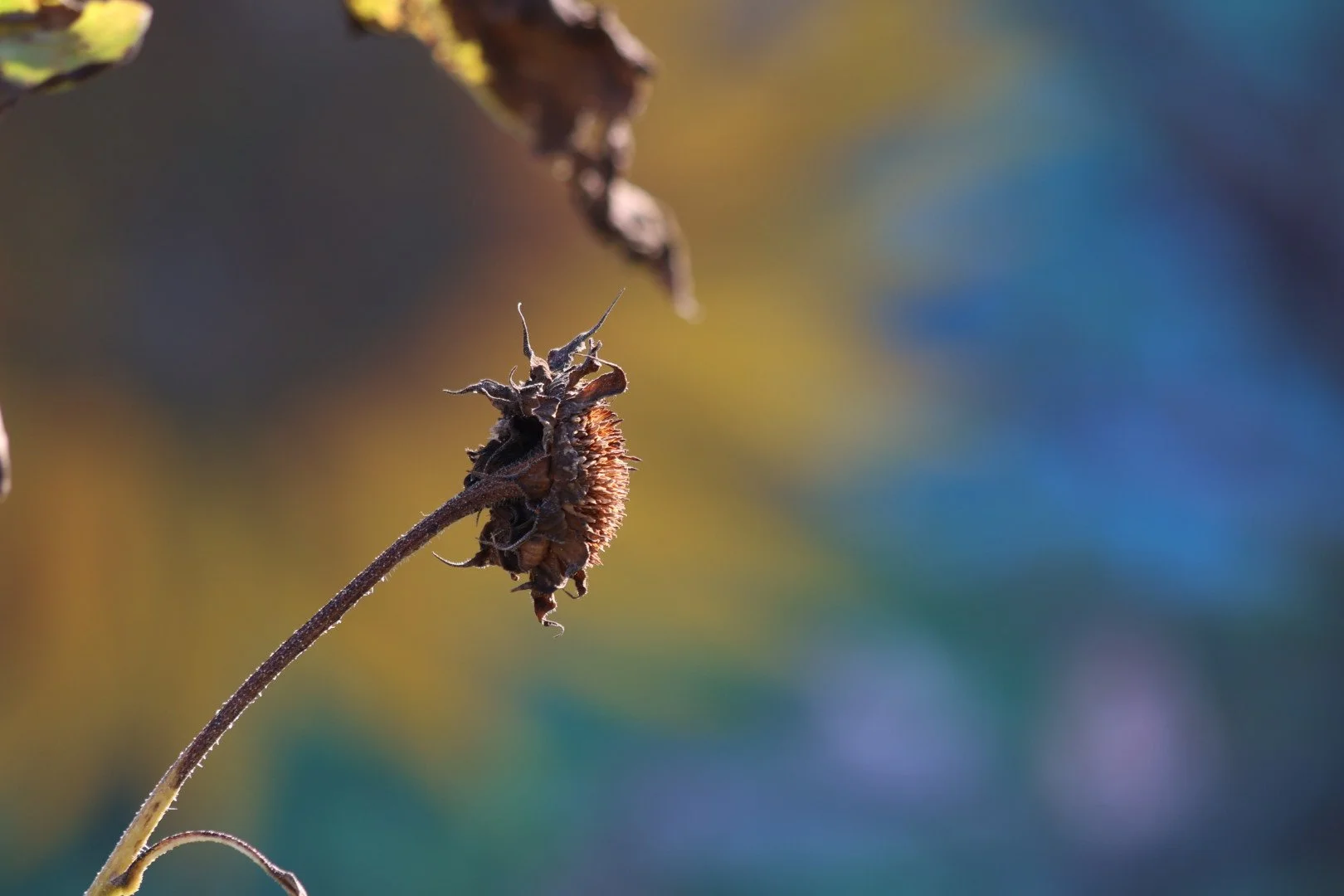 Close-up of a dried, shriveled flower on a thin stem against a blurred multicolored background with blue, yellow, and green tones.