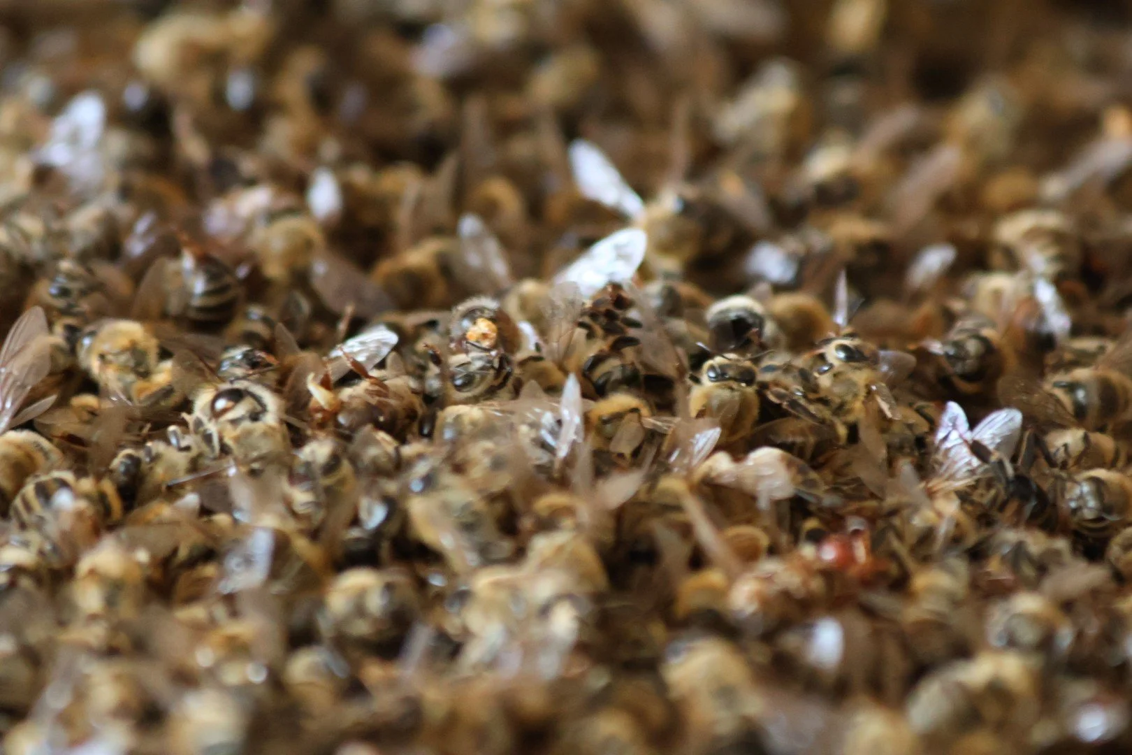 Close-up of a dense cluster of bees with visible wings and faces.