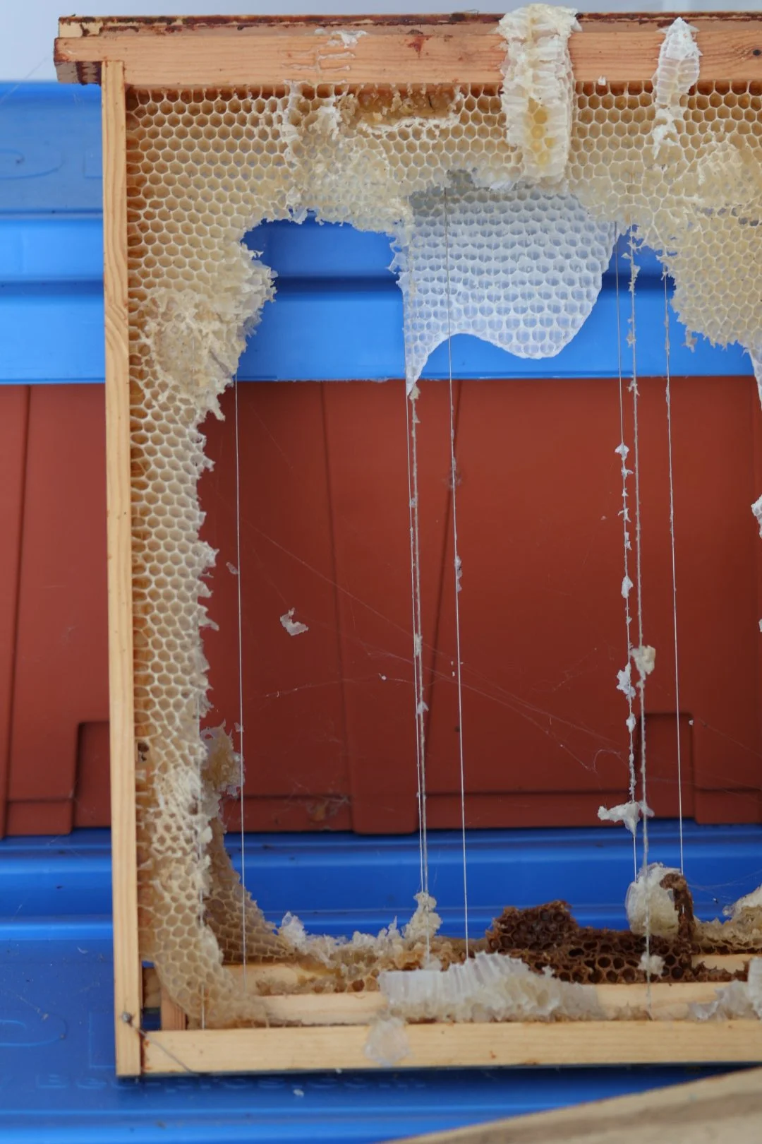 A broken honeycomb frame from a beehive with honey remaining inside, resting on a blue surface against a red background.