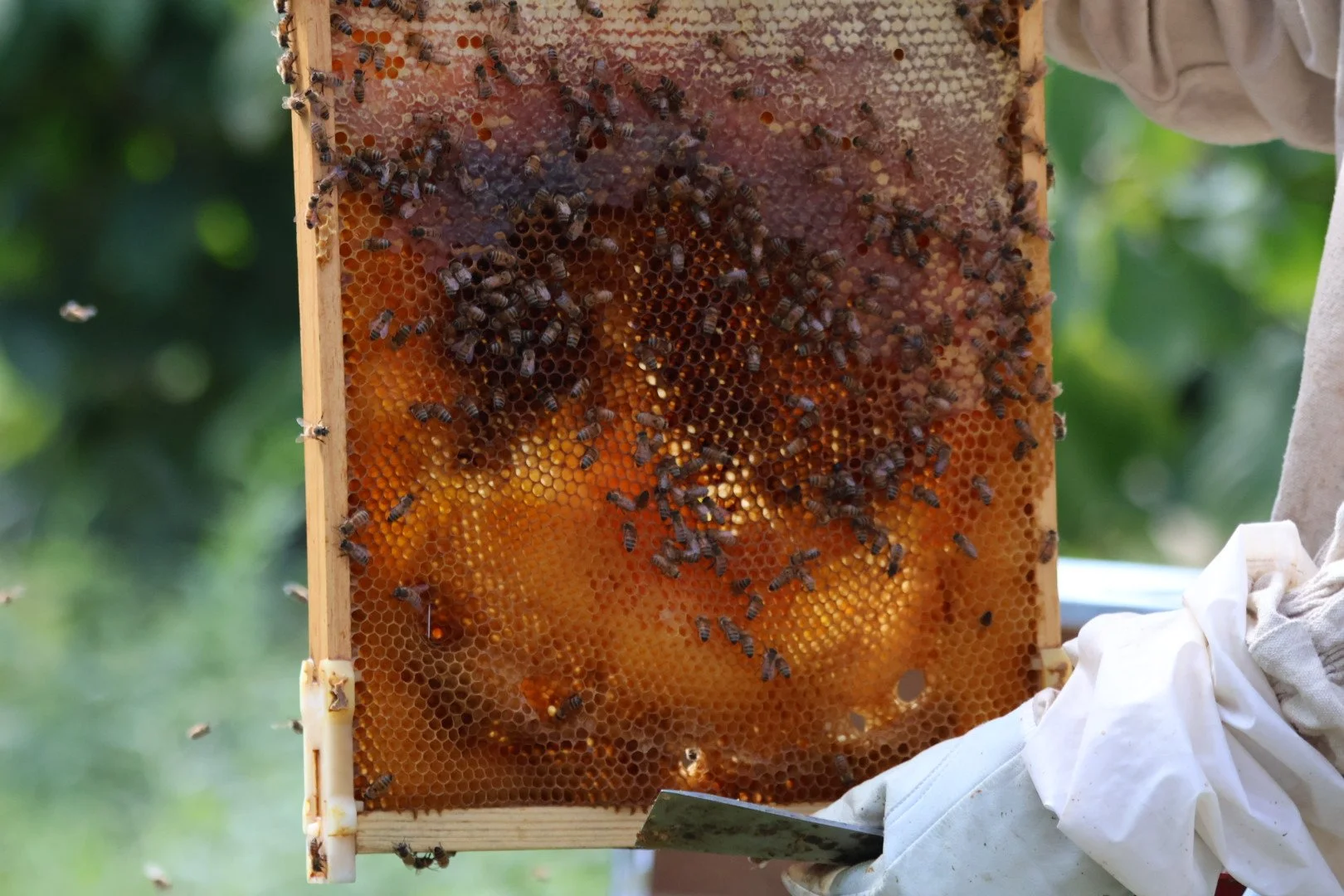 Beekeeper holding a frame of honeycomb with bees working on it.