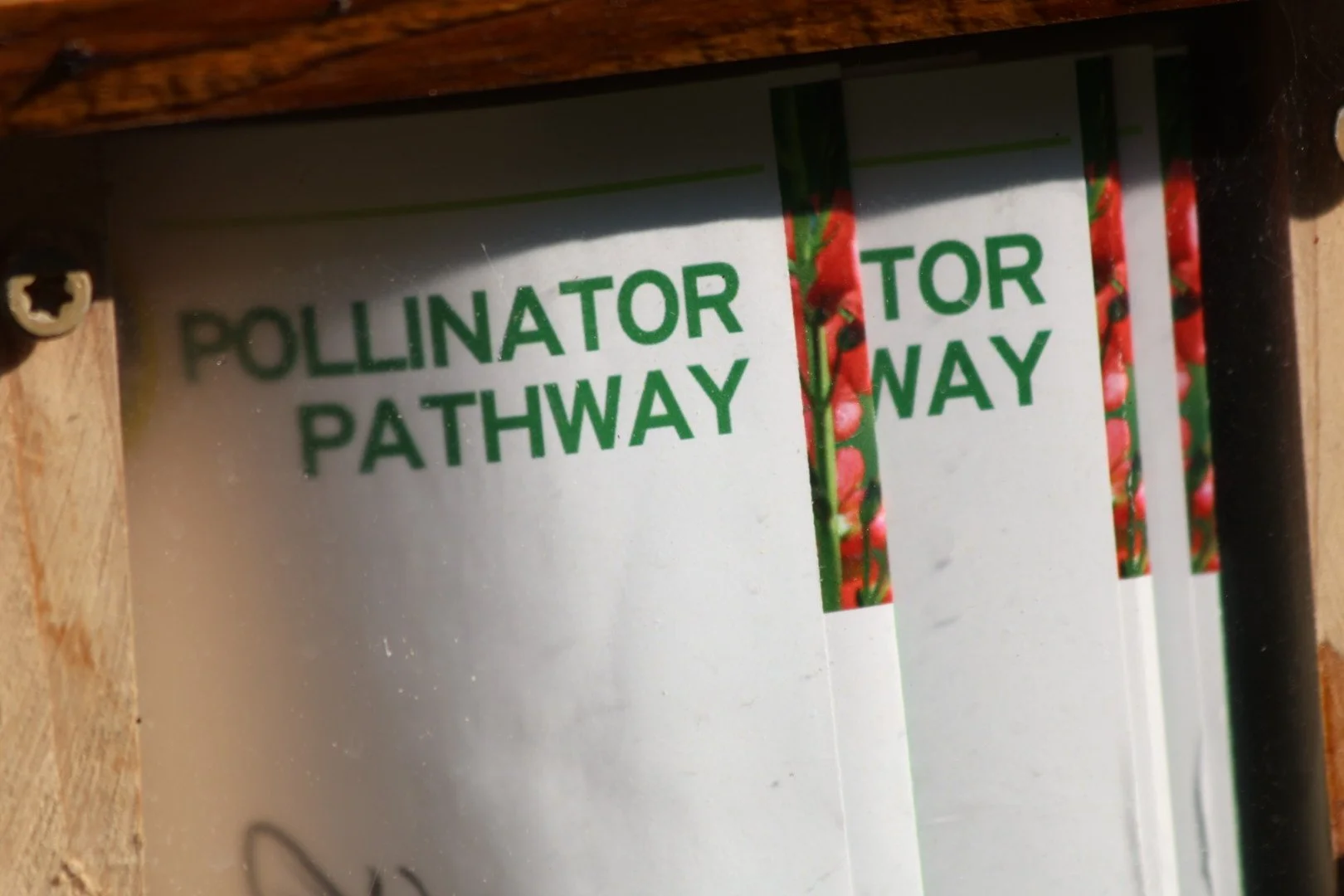 Close-up of a sign inside a wooden frame that reads 'POLLINATOR PATHWAY'.