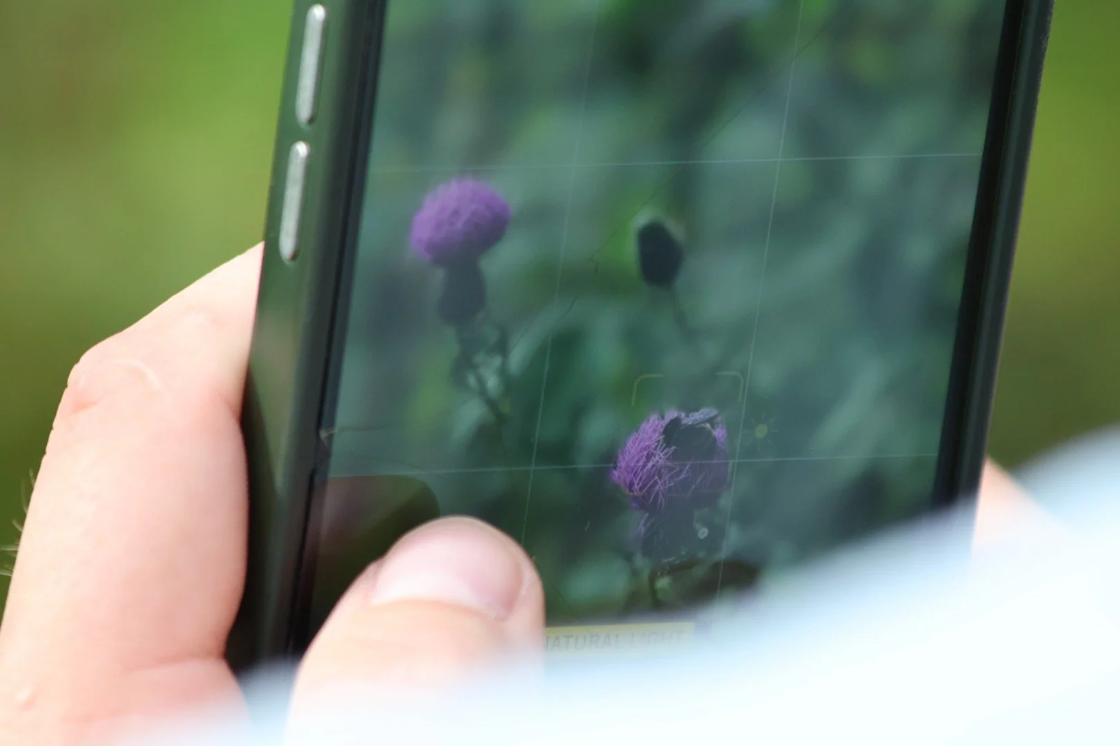 Close-up of a person taking a photo of purple flowers with a smartphone outdoors.