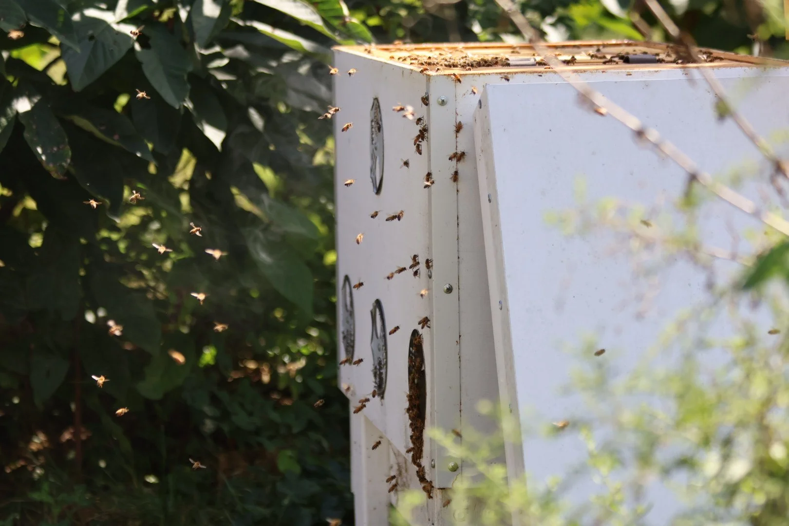 A beehive box among green foliage with numerous bees flying around and entering it.