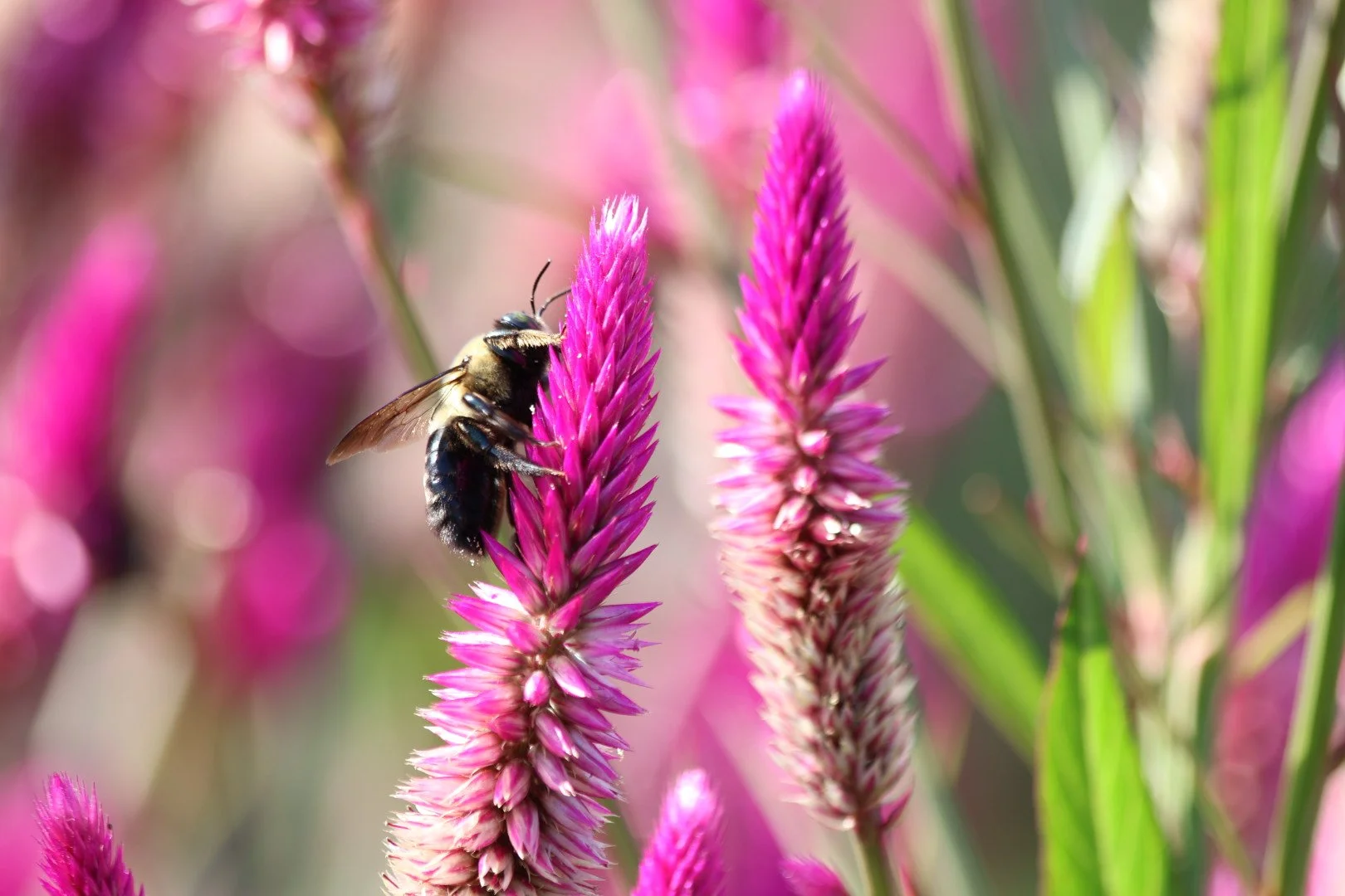 Close-up of a bee on a pink flower spike with a blurred background of similar flowers.