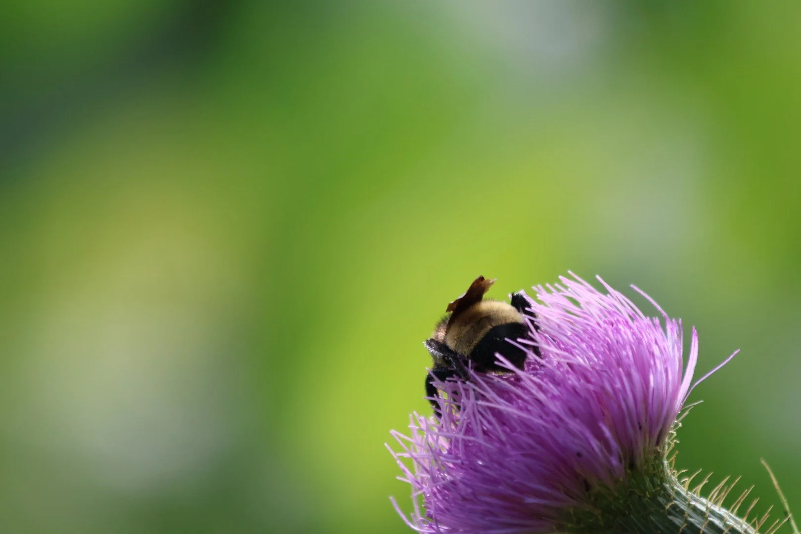 A bee perched on a purple thistle flower with a blurred green background.