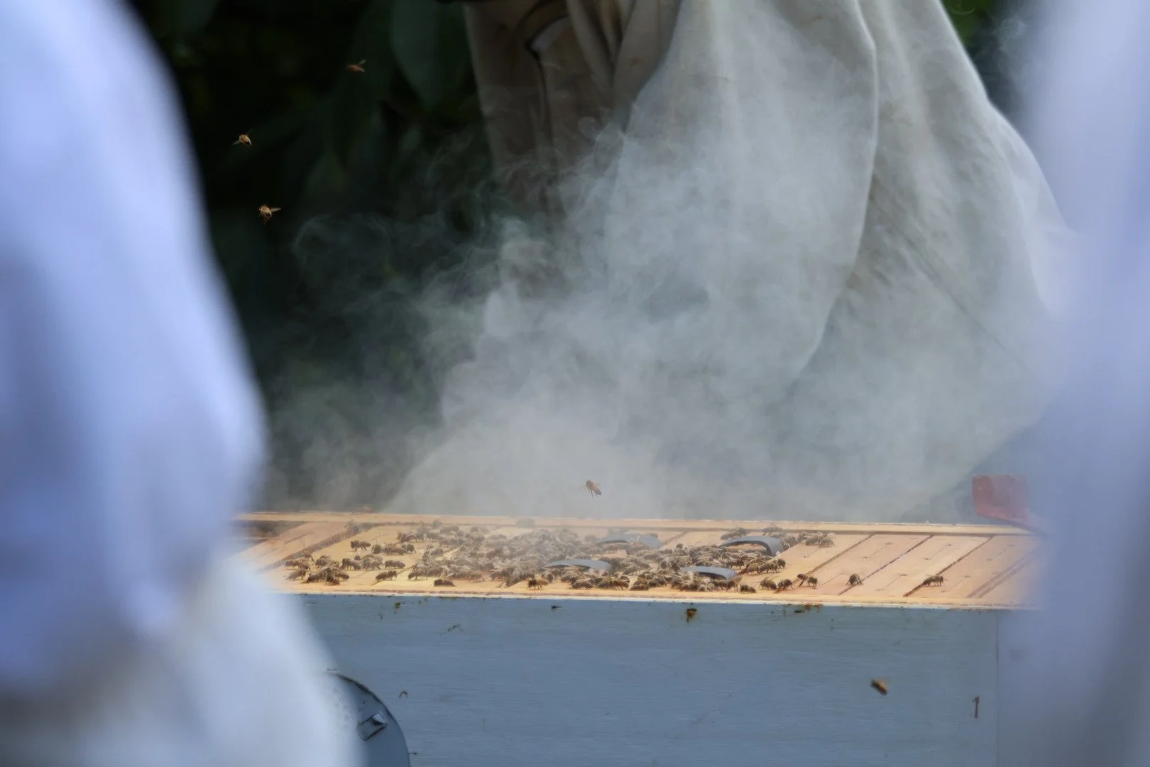 Bees on a hive with smoke coming from it.