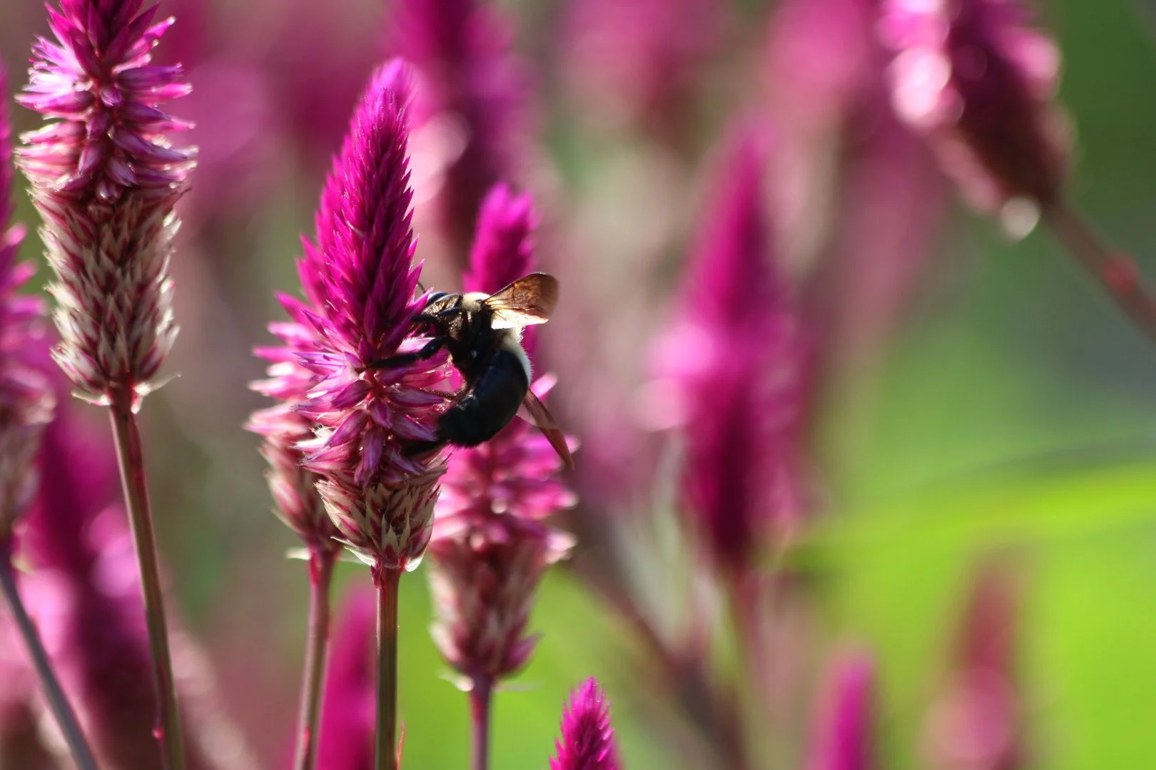 Close-up of pink flower spikes with a bee collecting nectar.