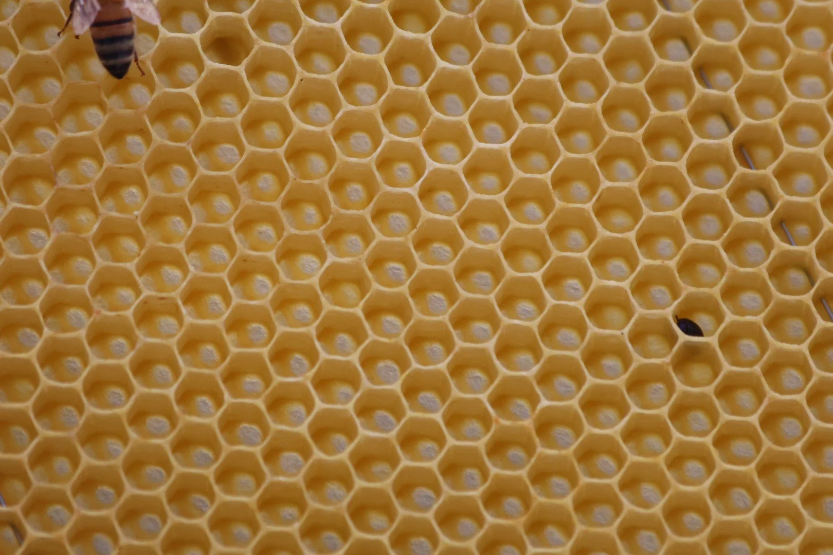 Close-up of a honeycomb with honey bees.