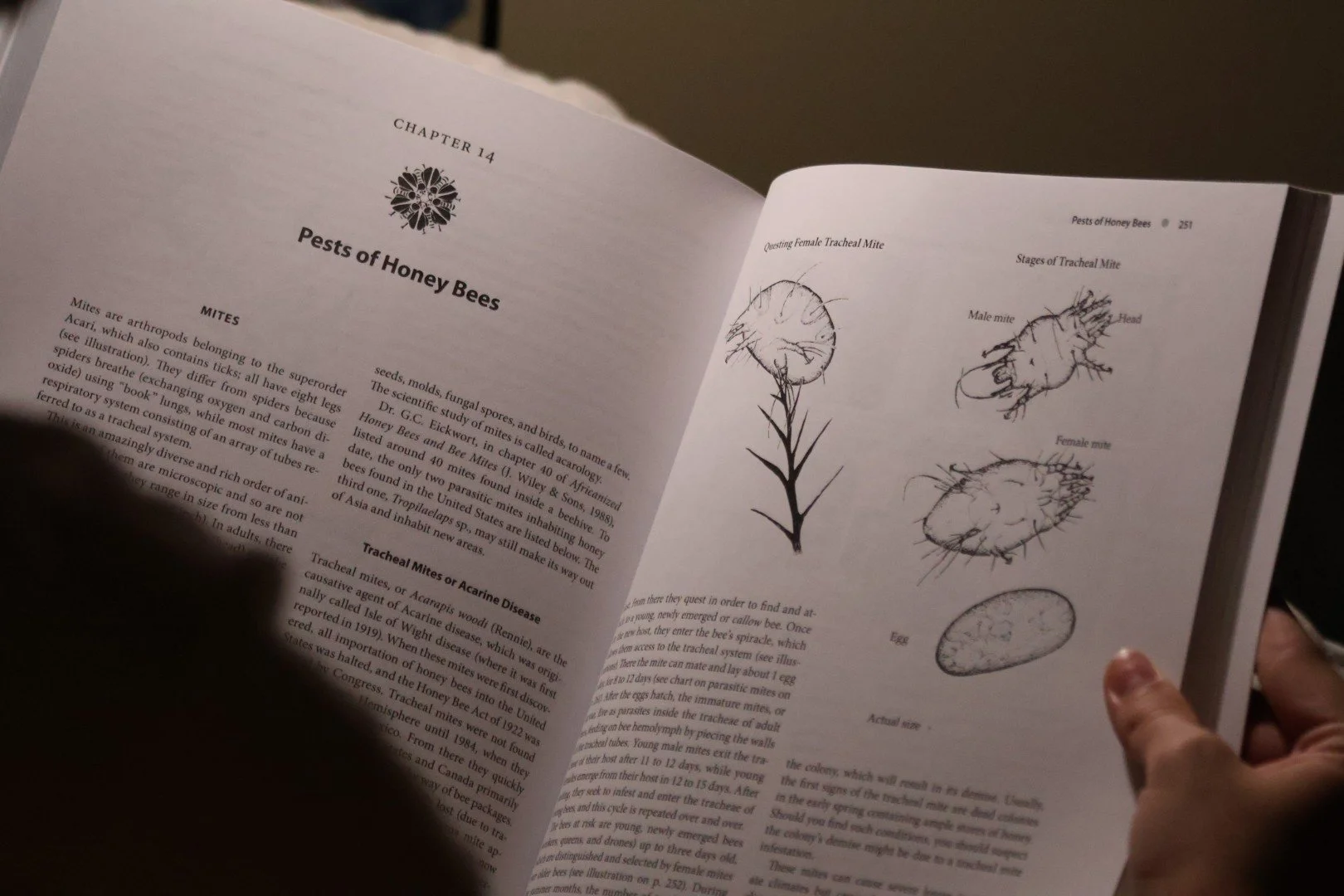 Open book showing a chapter titled 'Pests of Honey Bees' with diagrams of tracheal mites and stages of mite infestation.
