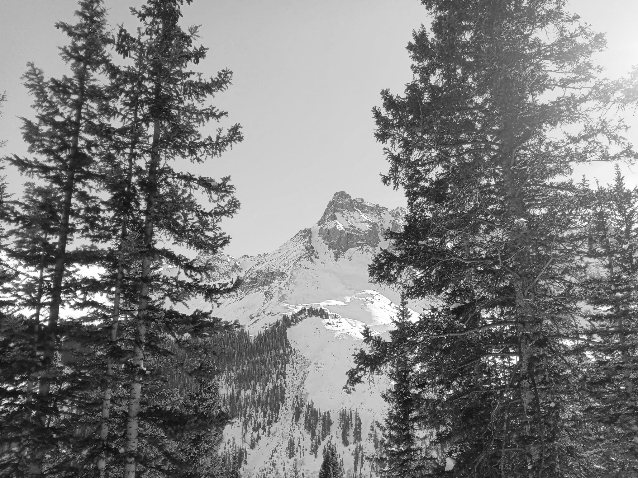 Black and white photo of a snow-covered mountain peak framed by tall pine trees.