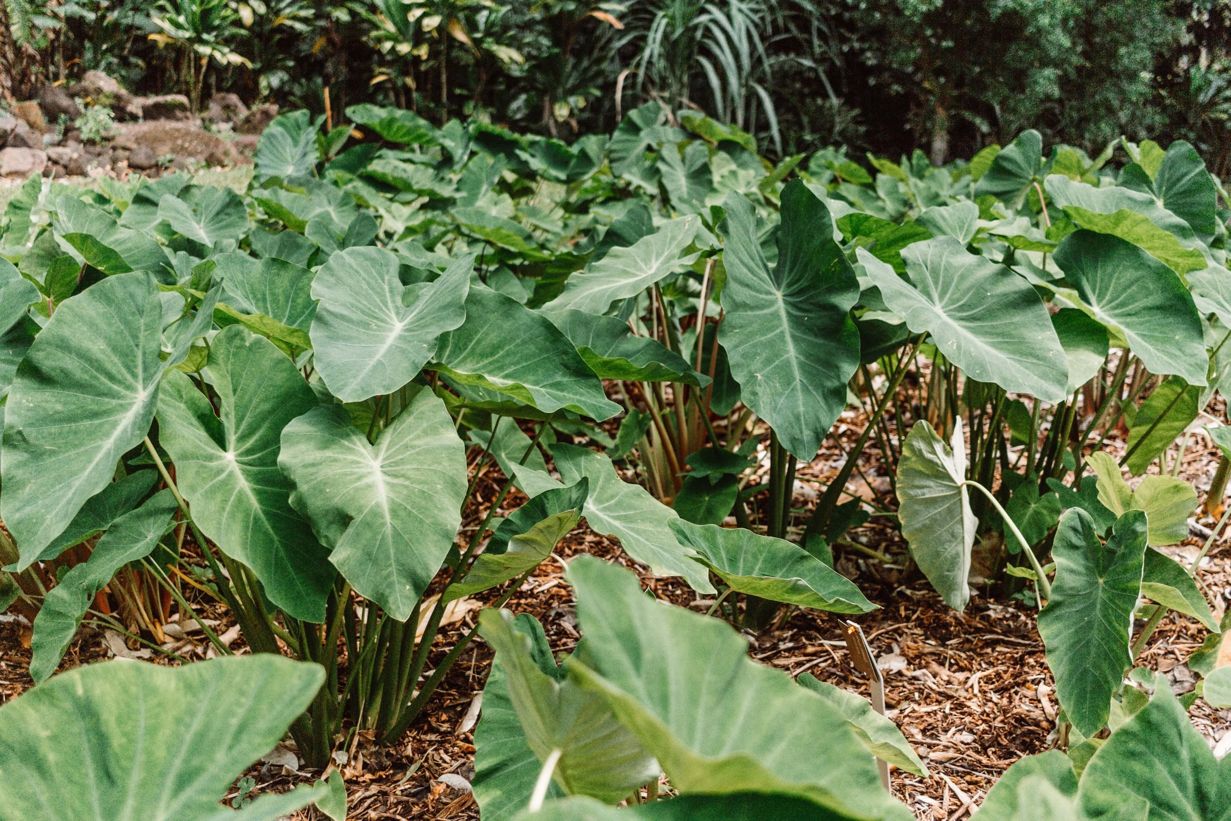 A garden bed with with taro growing in Hawaii
