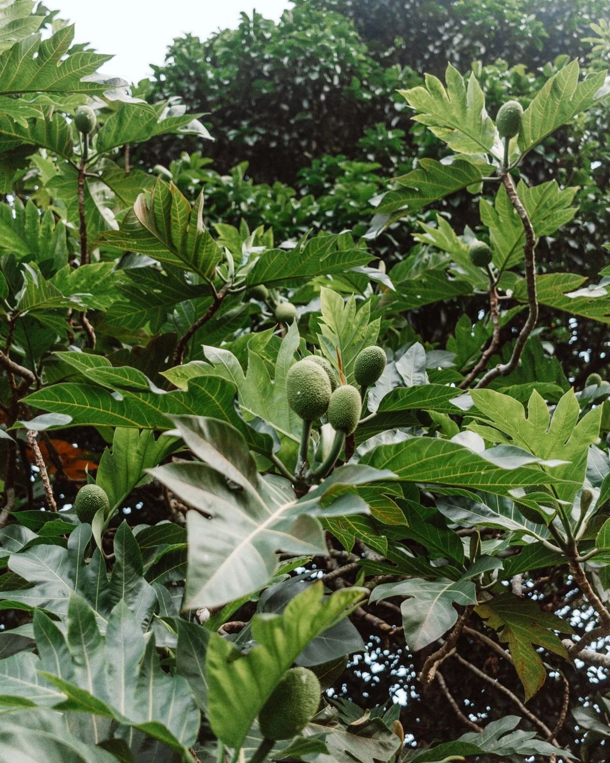 A close-up of an ulu tree in Hawaii