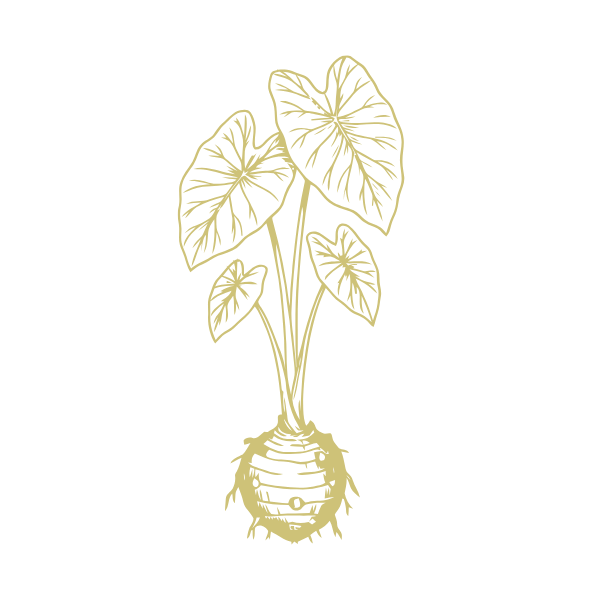 A line drawing of a plant with large leaves and a root on a black background.