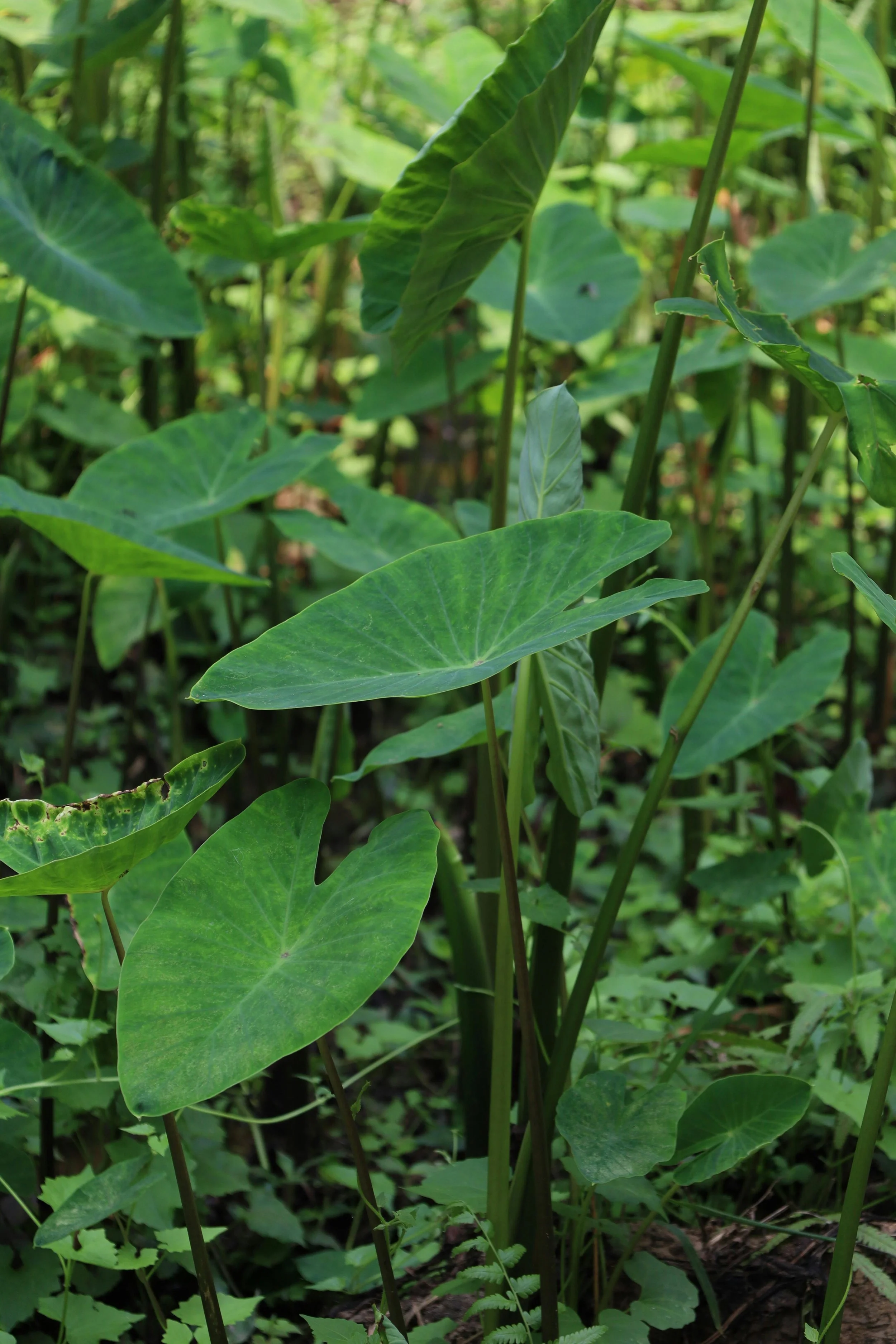 Close-up of green leafy plants in a natural setting.