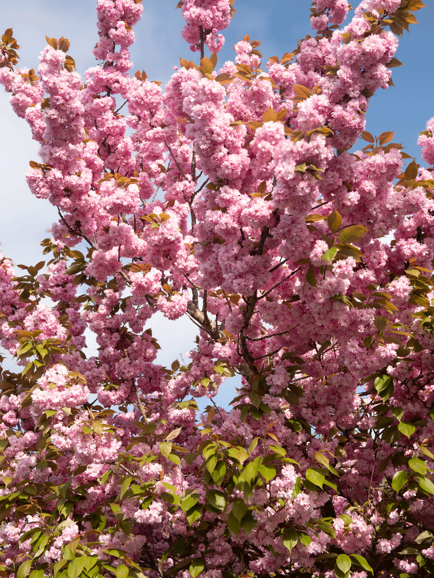Pink cherry blossoms on a tree against a partly cloudy blue sky.