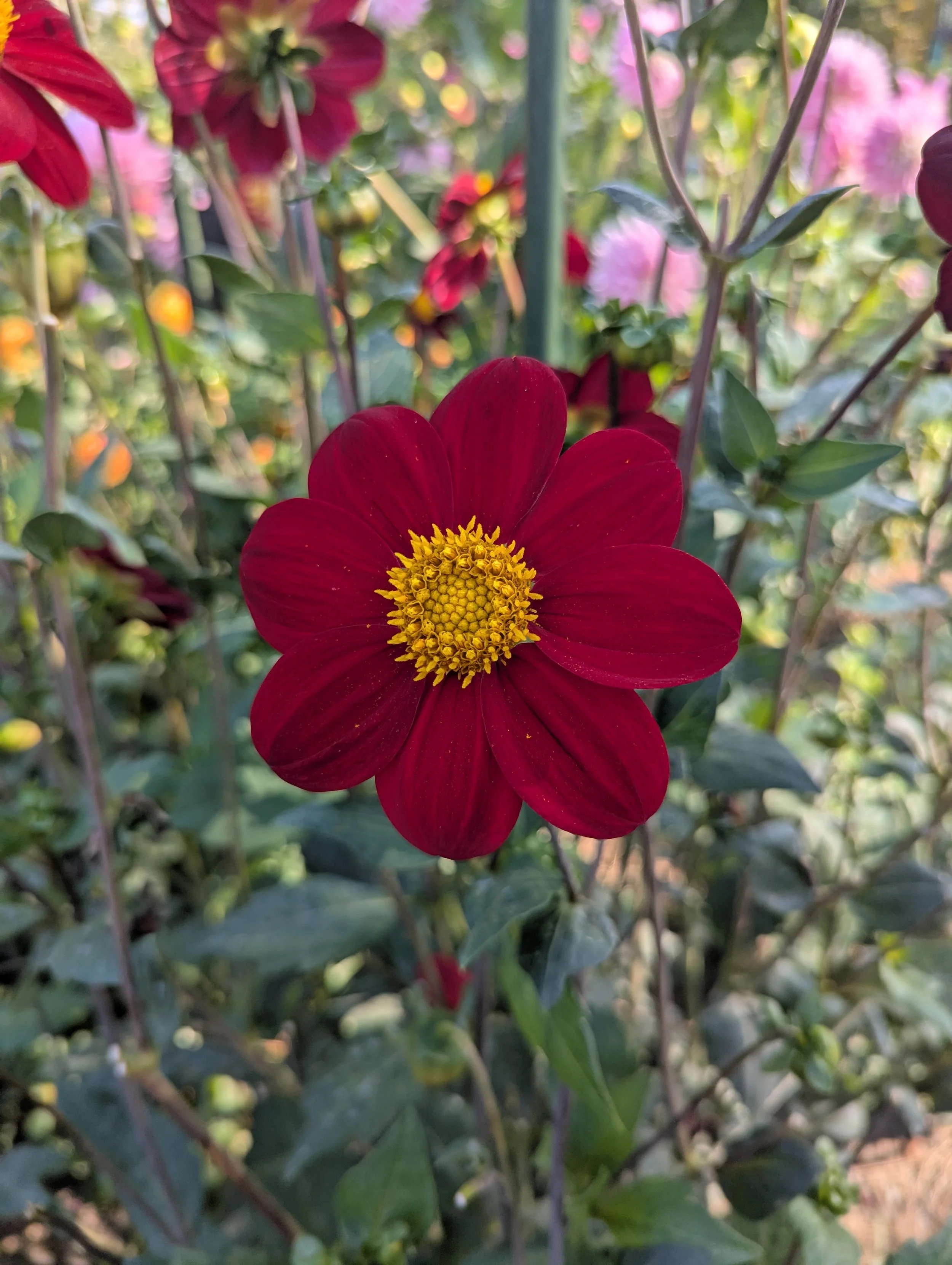 Close-up of a red flower with yellow center, surrounded by green leaves and pink flowers in the background.