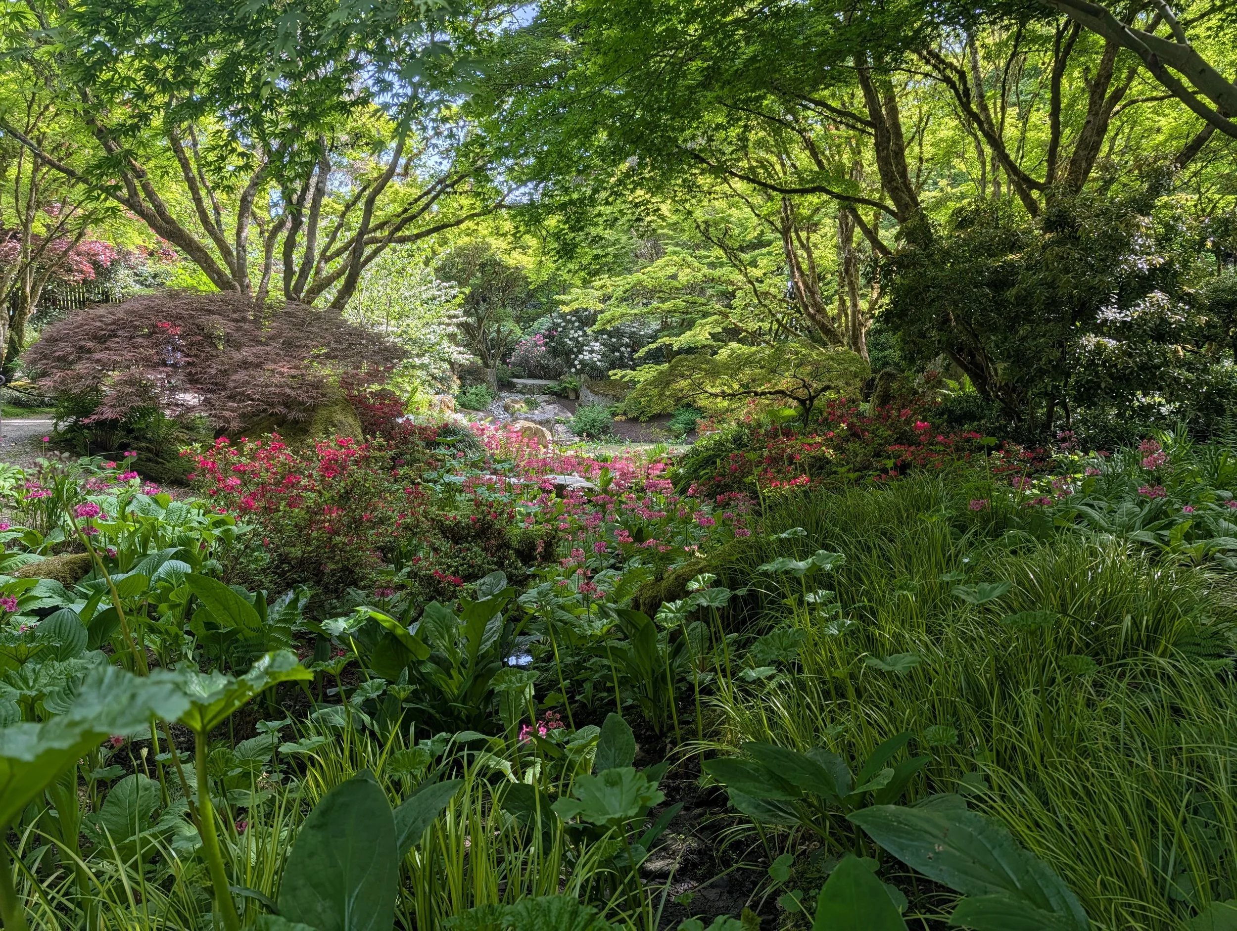 Lush garden with trees, shrubs, and pink flowers, with sunlight filtering through the green leaves.