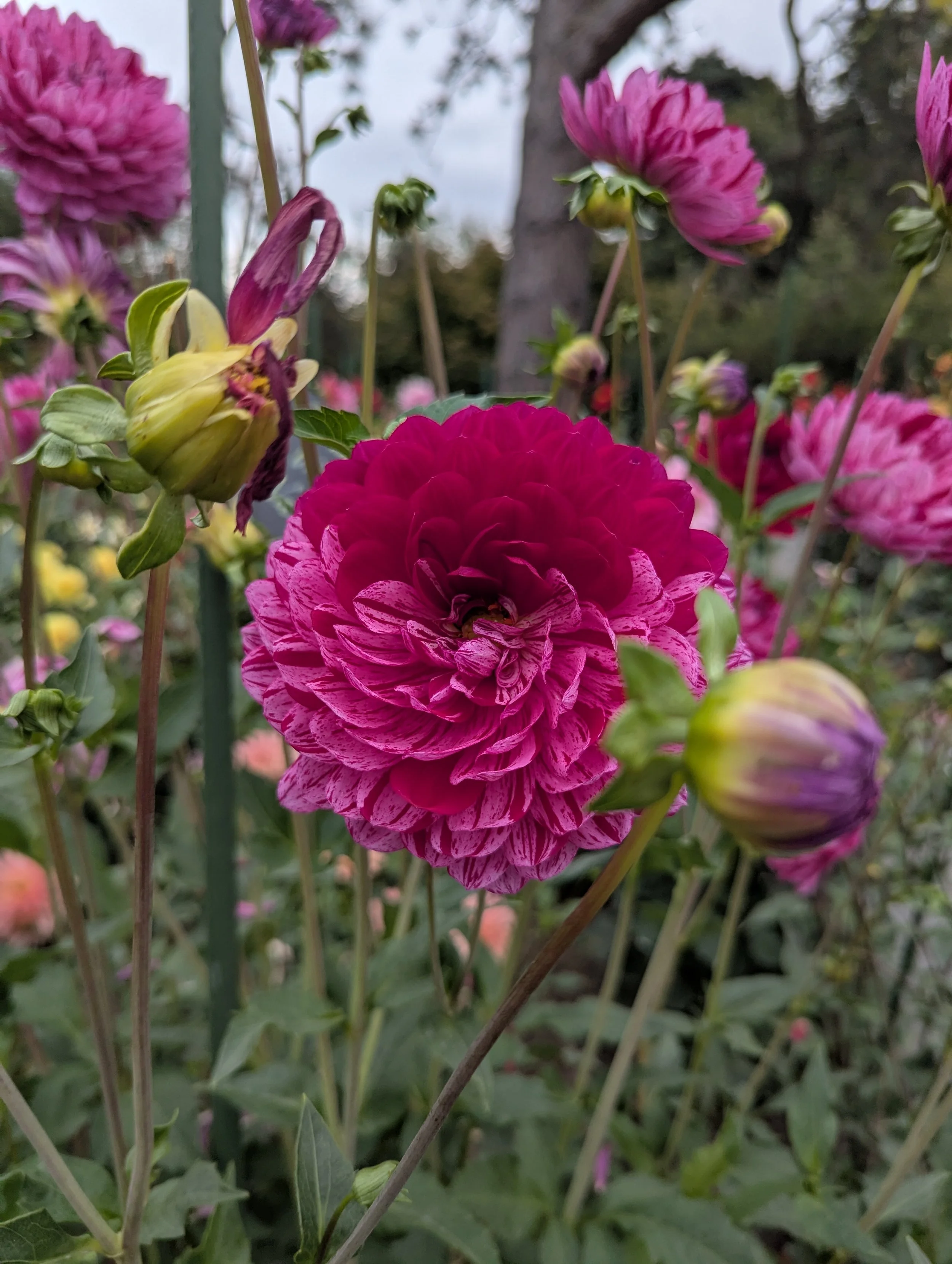 Close-up of vibrant pink and purple dahlias with green leaves, some buds, and background of trees and sky.