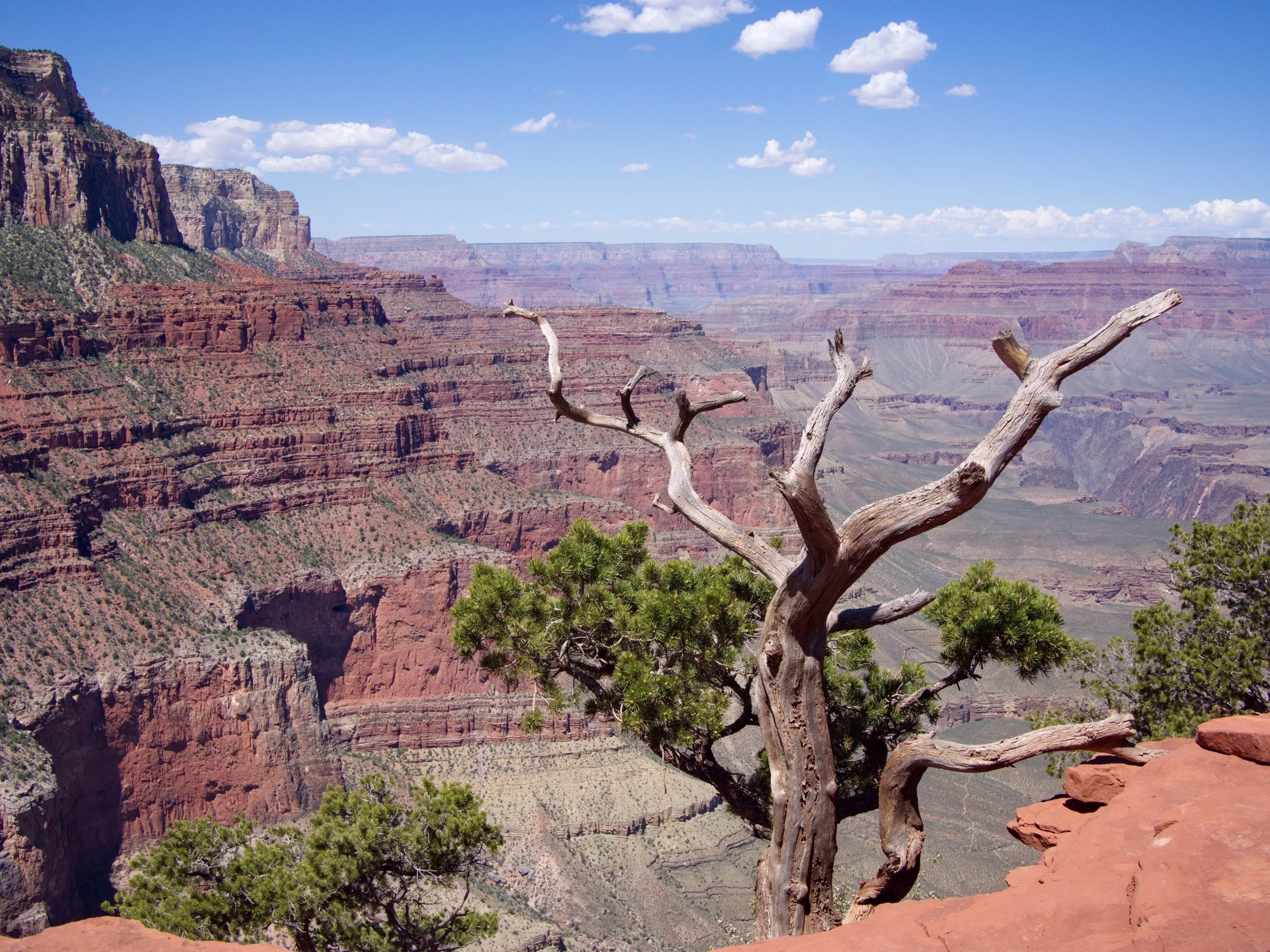 View of the Grand Canyon with layered red rock cliffs, a clear blue sky with scattered white clouds, and a dead tree branch in the foreground.