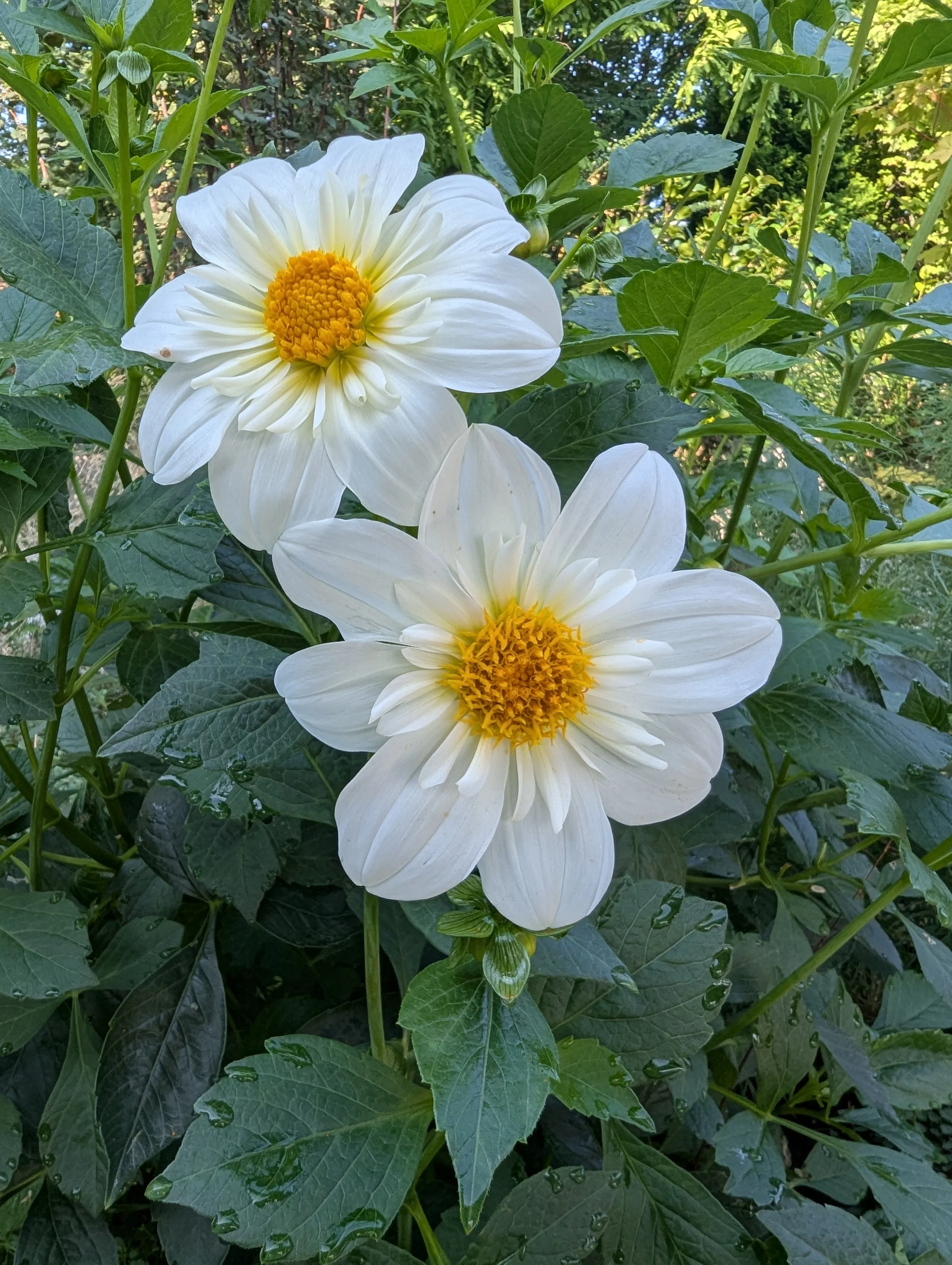 Close-up of white flowers with yellow centers, surrounded by green leaves and foliage, outdoors in sunlight.