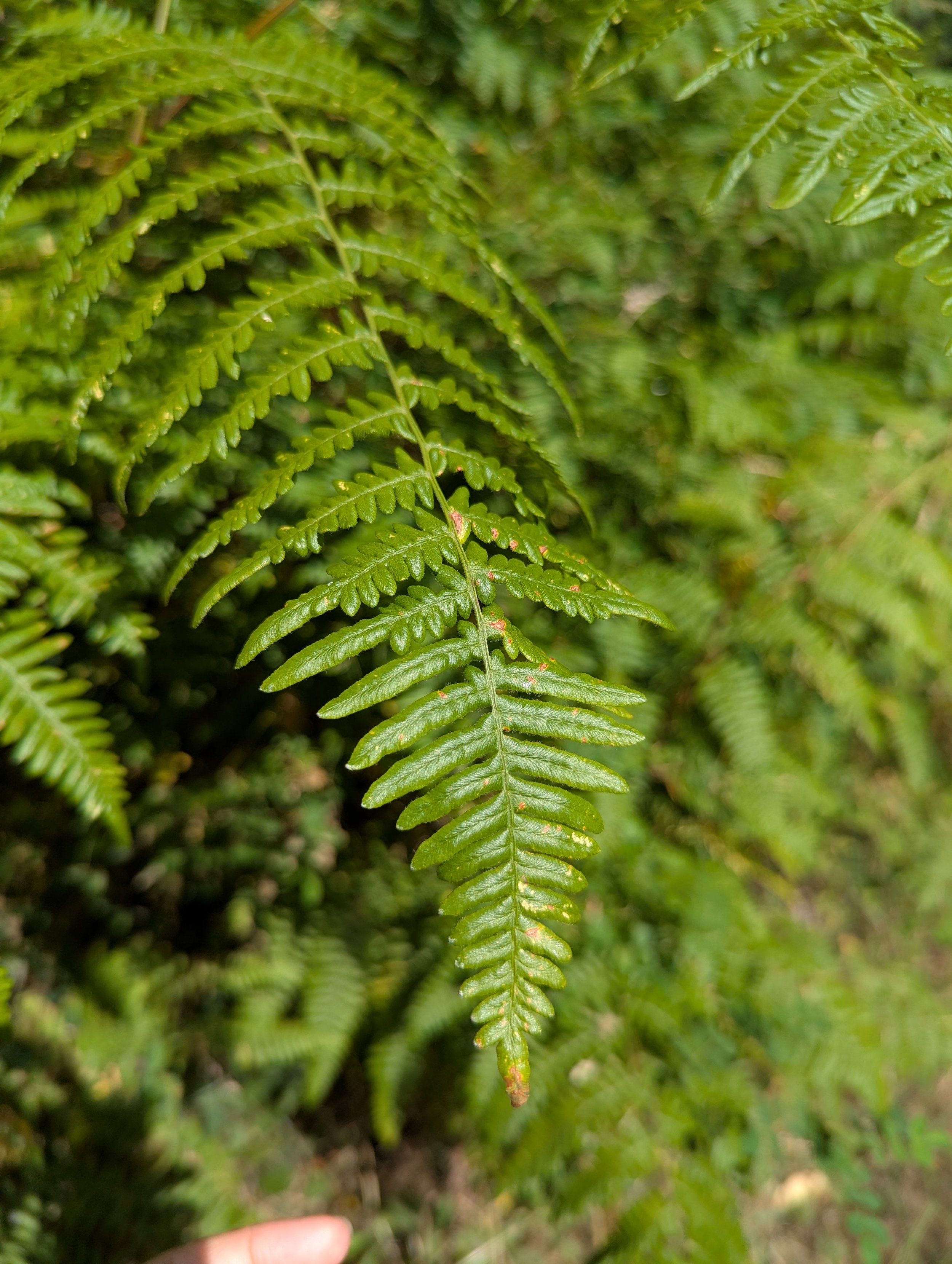 Close-up view of a green fern leaf with detailed leaflets and a background of more ferns.