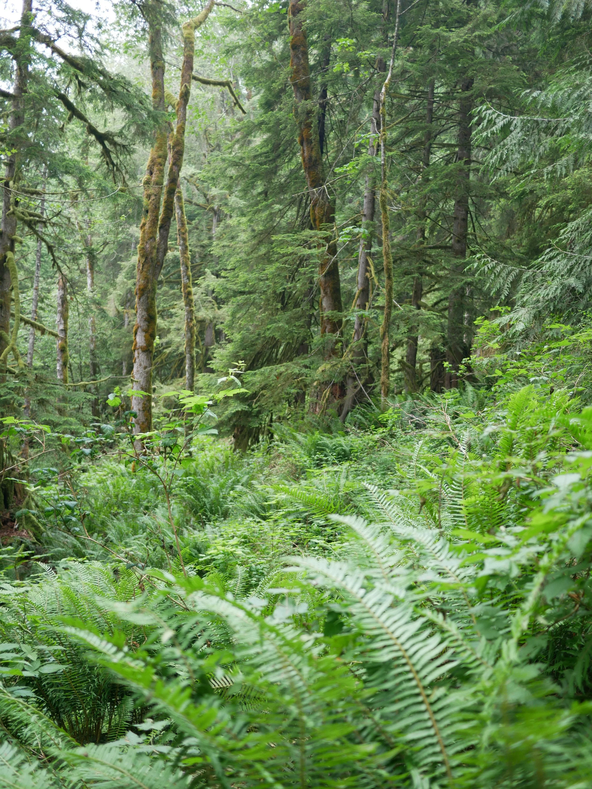 Dense green forest with tall trees covered in moss and lush green ferns in the undergrowth.