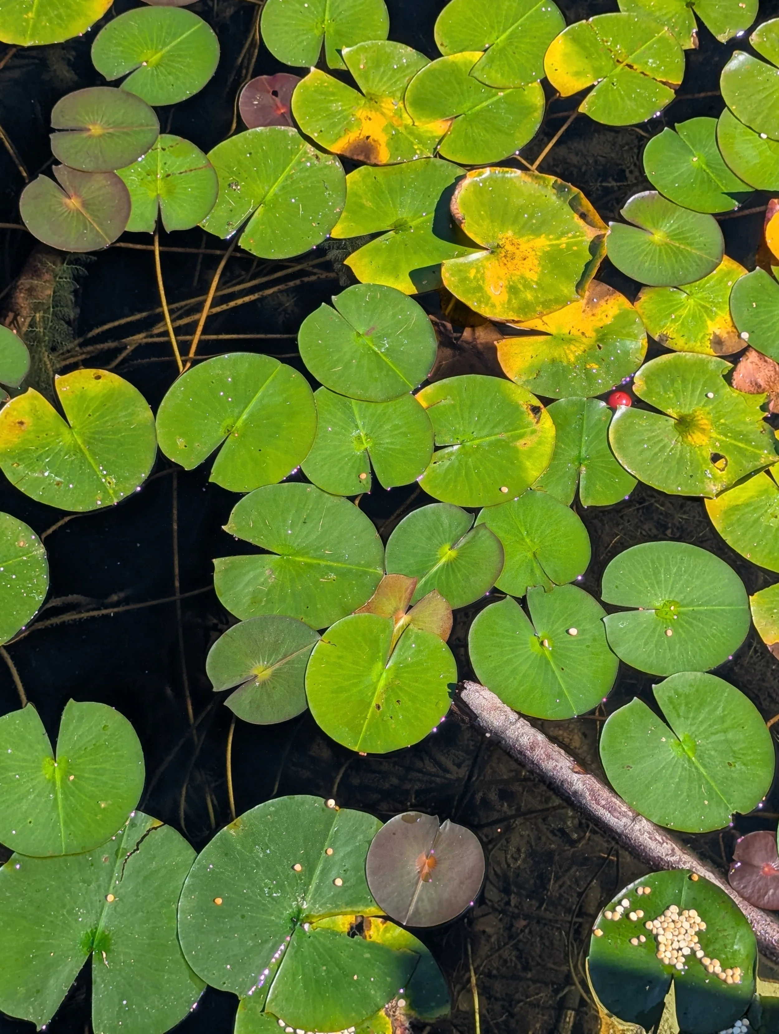 Green lily pads floating on dark water with some yellow and brown spots, and a small cluster of beige rounded objects on one lily pad.