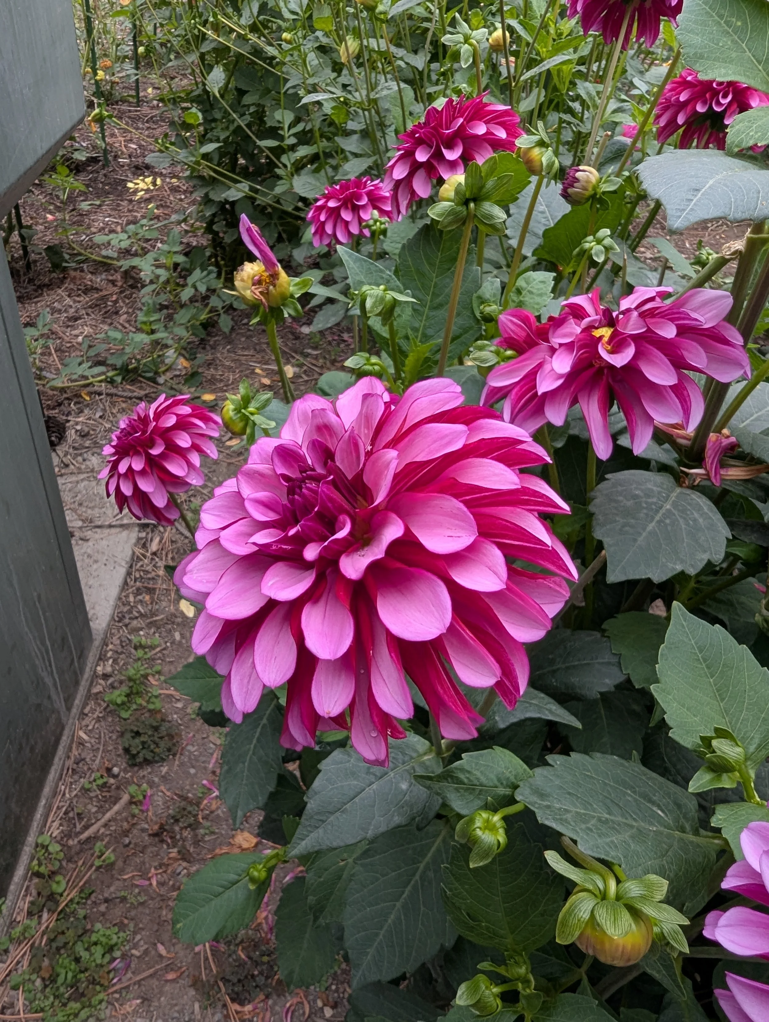 Bright pink dahlias with multiple layered petals growing in a garden bed surrounded by green leaves and some unopened flower buds, and a wooden structure on the left side.