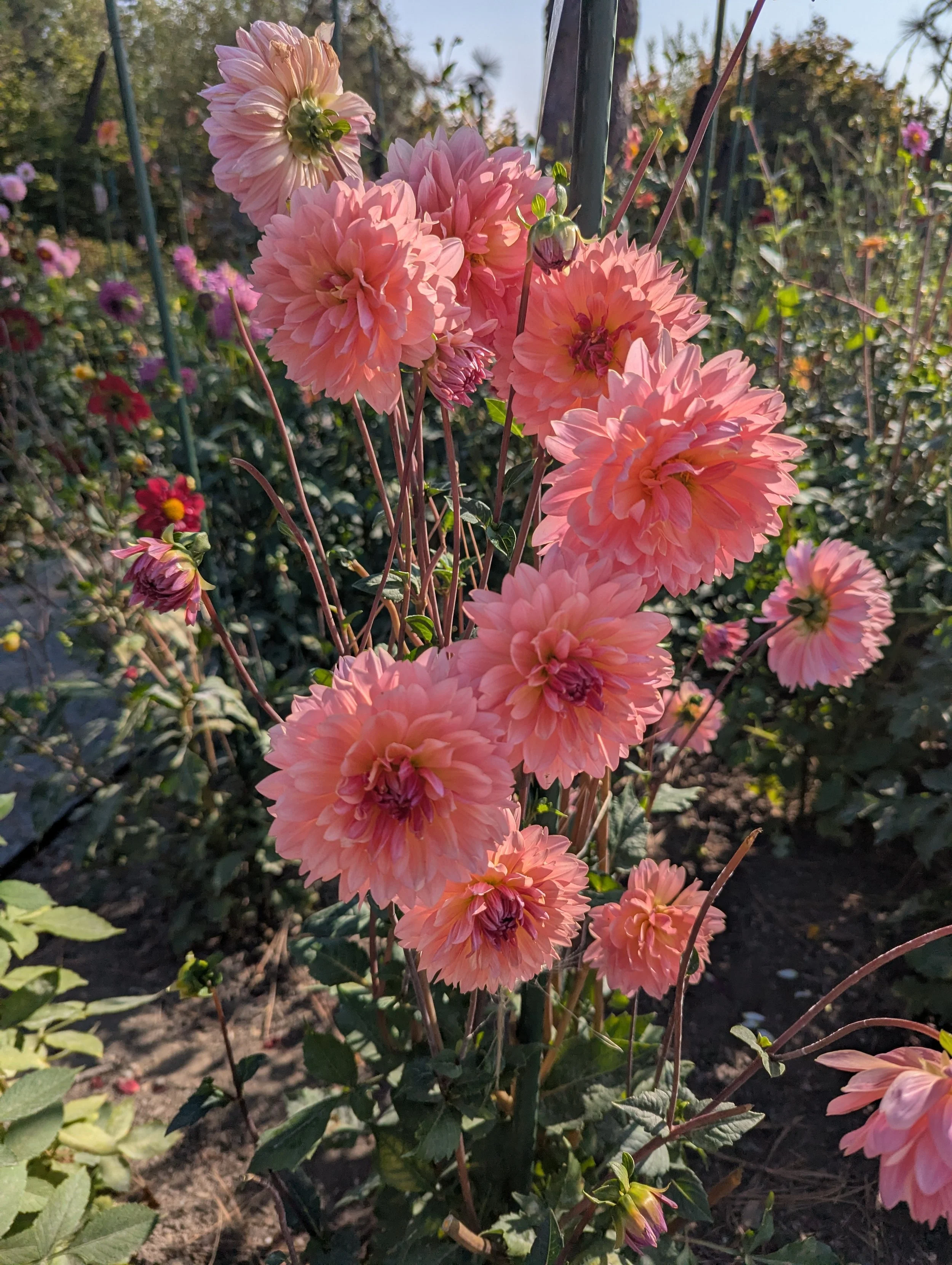 Pink dahlias blooming in a garden with green foliage and metal stakes supporting the plants.