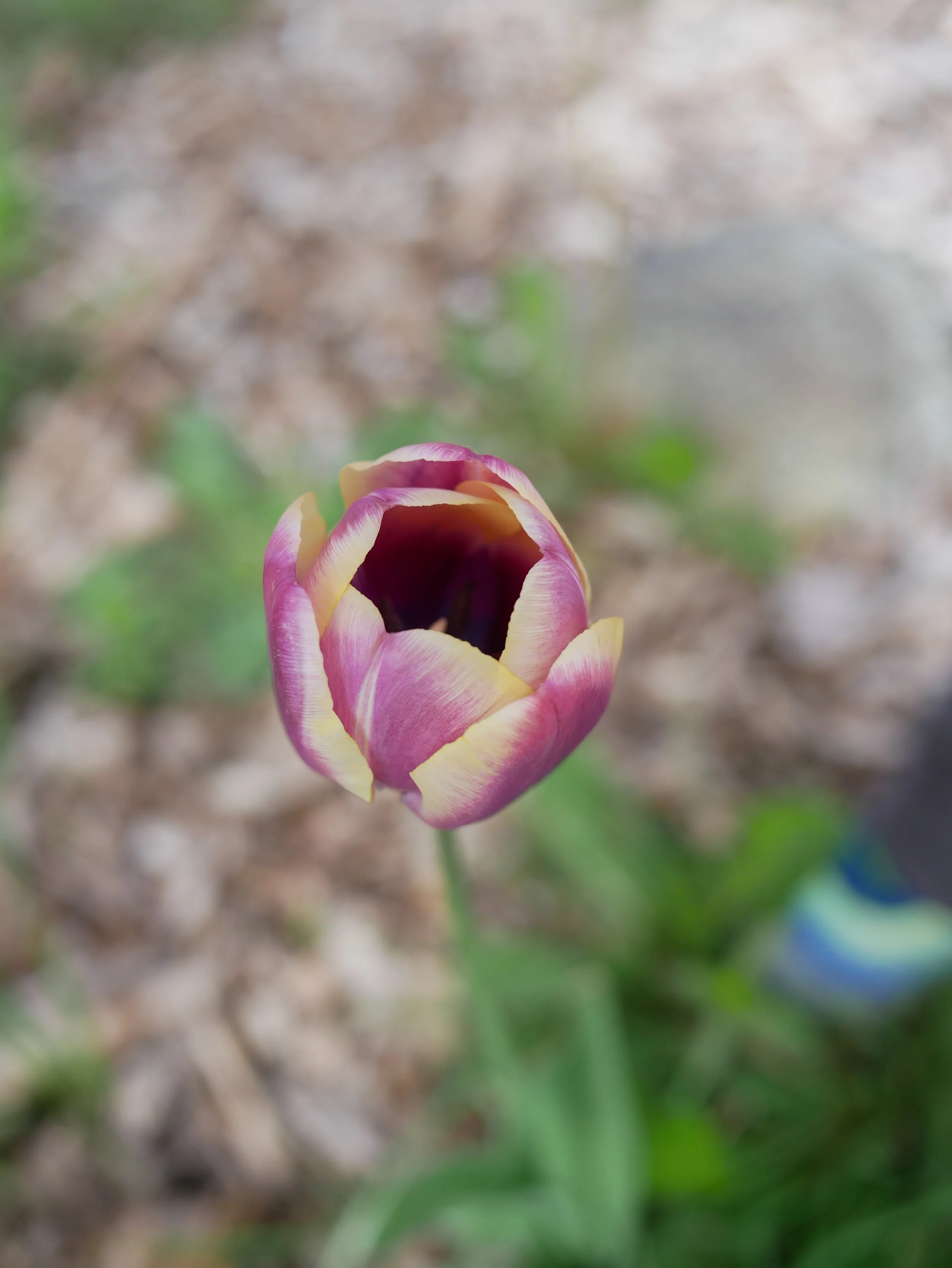 Close-up of a pink and yellow tulip flower in a garden with blurred background.