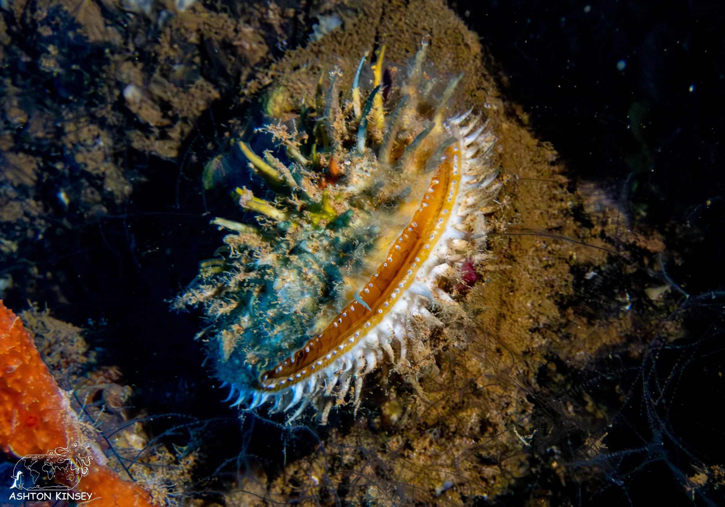 Yamagiri Maru-35.jpg