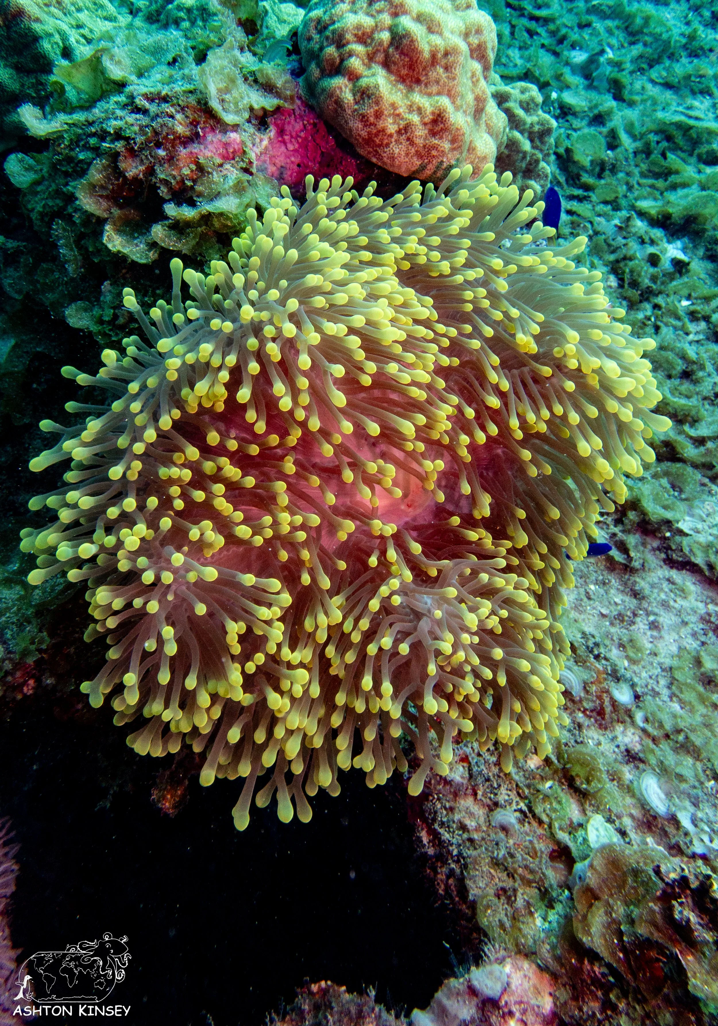 Yamagiri Maru-12.jpg